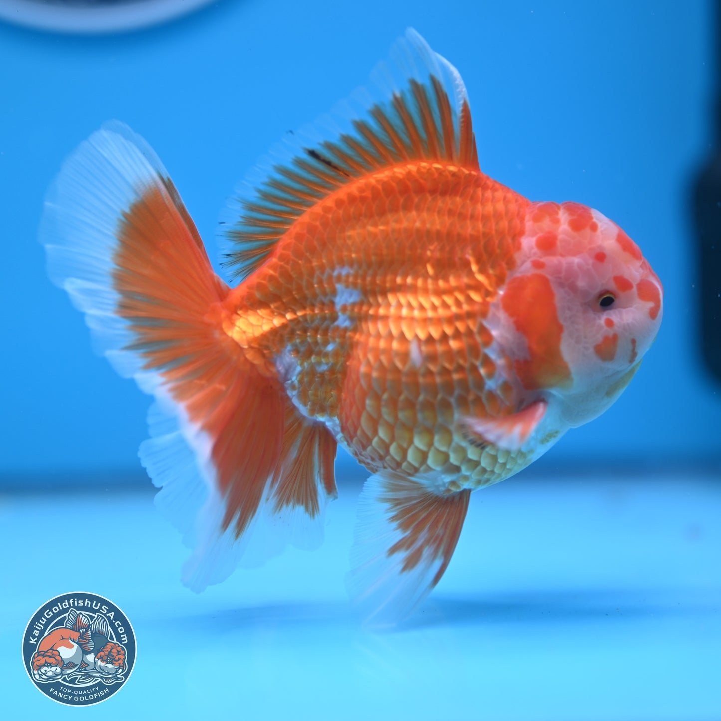 Red White Rose Tail Oranda 4.5 inches - Male (241122_OR13) - Kaiju Goldfish USA