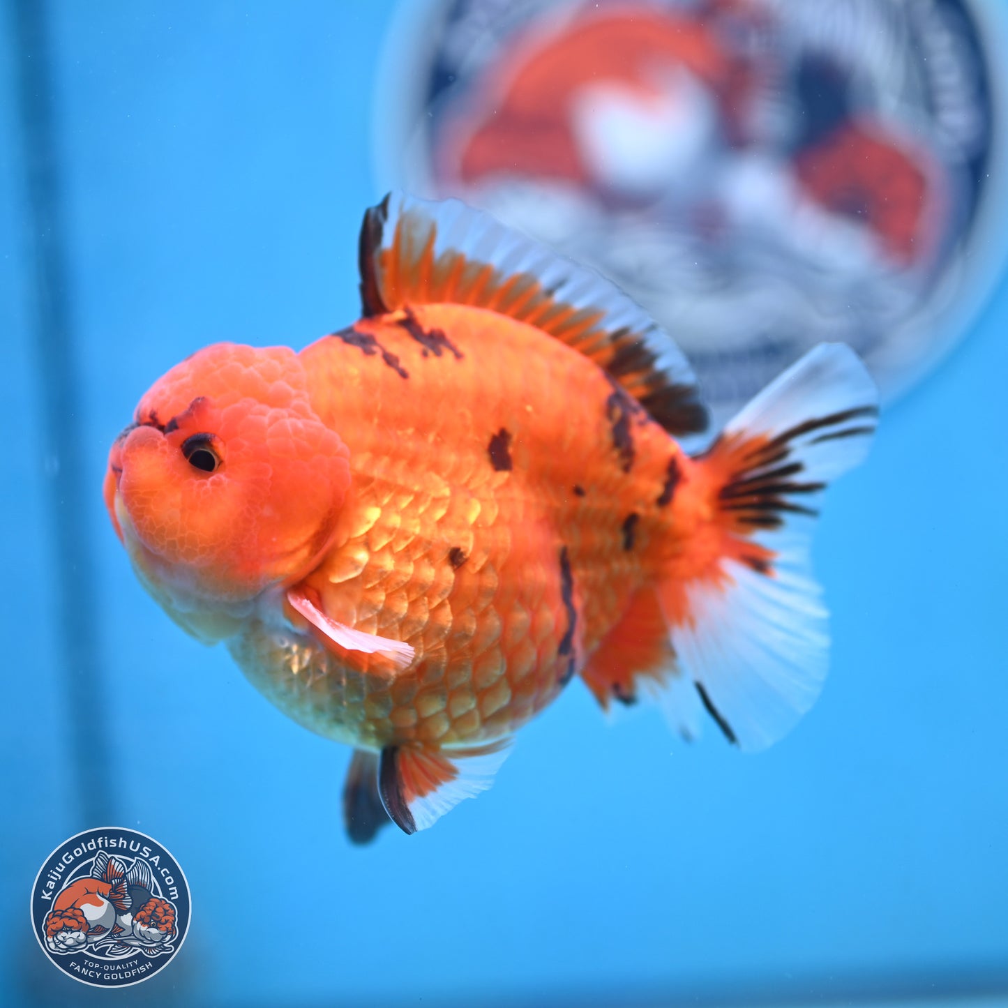 Tiger YuanBao Oranda 4 inches Body - Male (250103_OR13) - Kaiju Goldfish USA