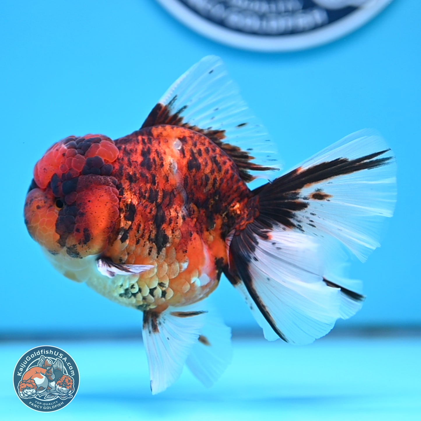 Tiger Rose Tail Oranda 3.5 inches Body - Male (250314_OR13)