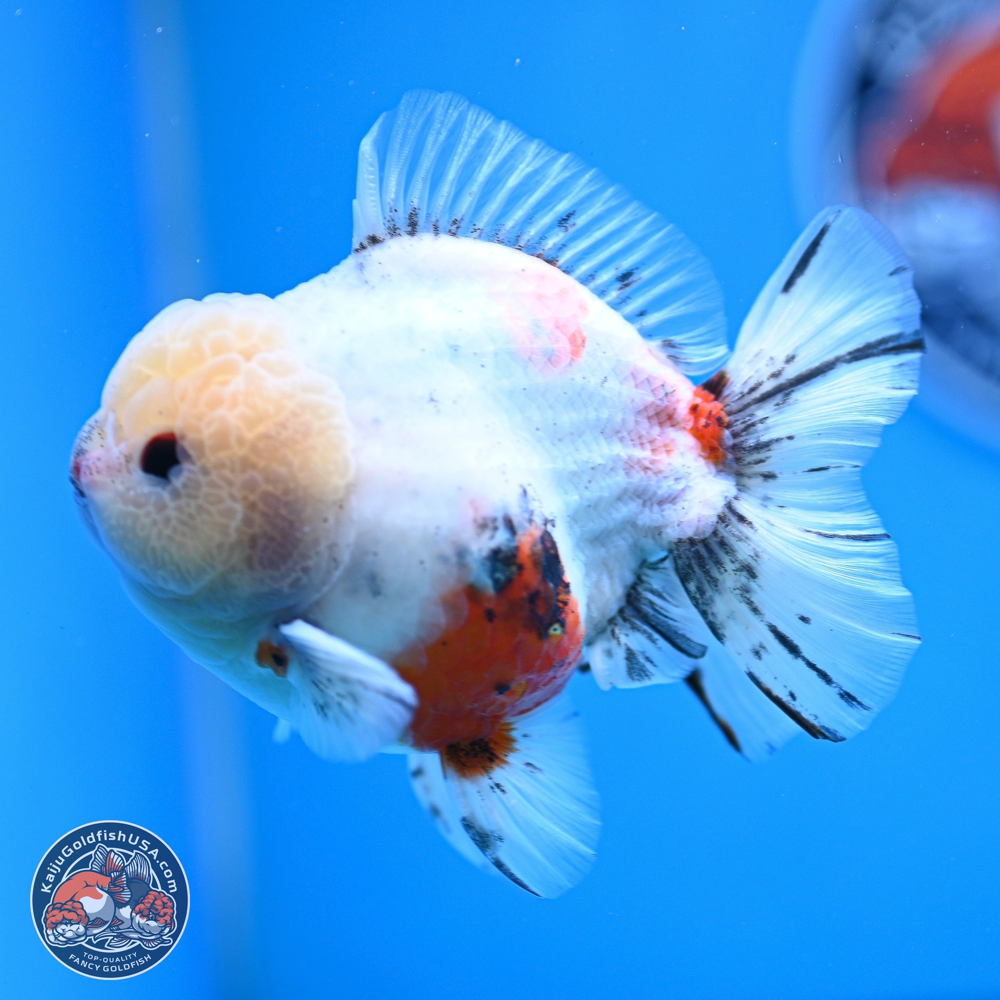 Calico YuanBao Oranda 4.5 inches - Male (241129_OR13) - Kaiju Goldfish USA