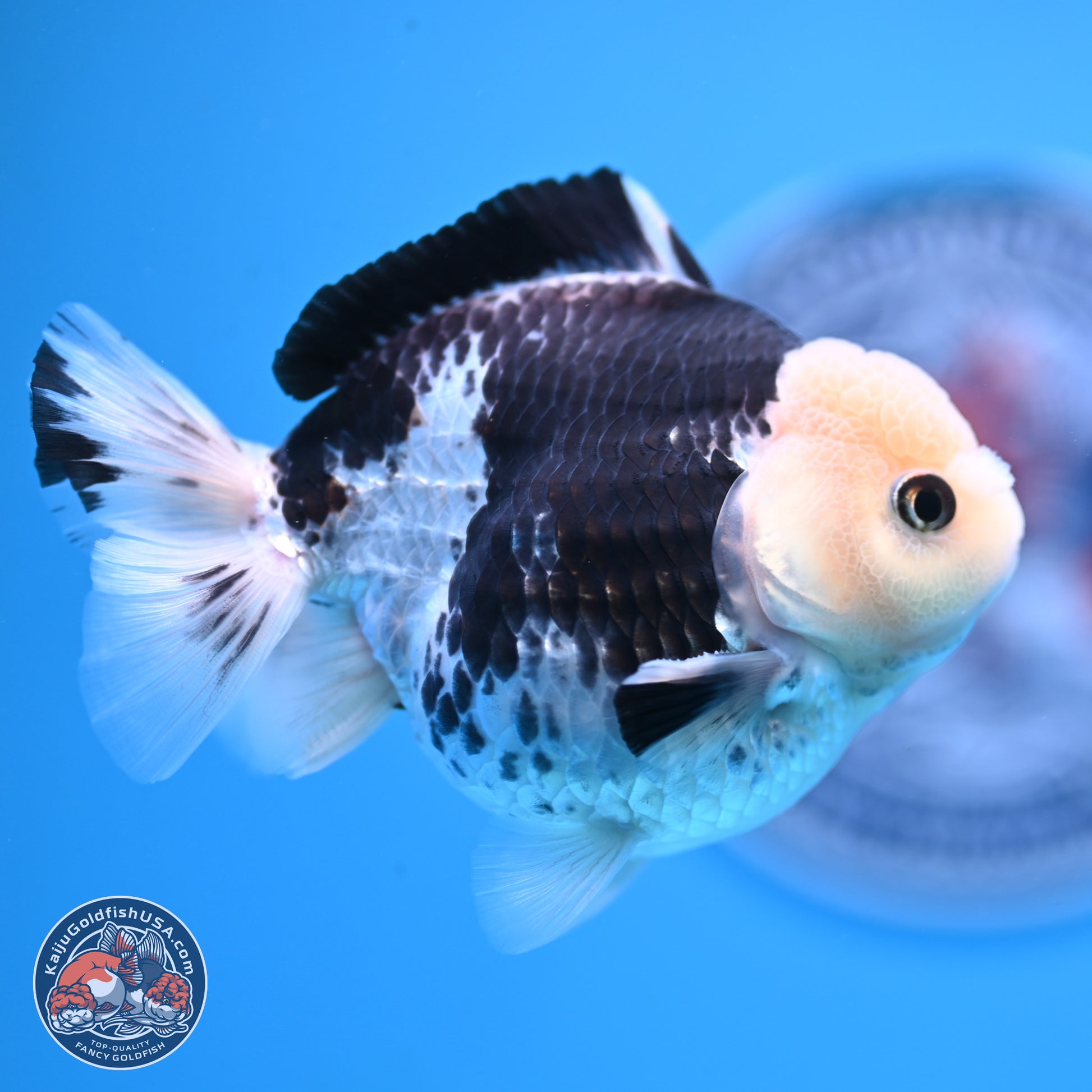 Panda YuanBao Oranda 3.5in Body (240816_OR13) - Kaiju Goldfish USA