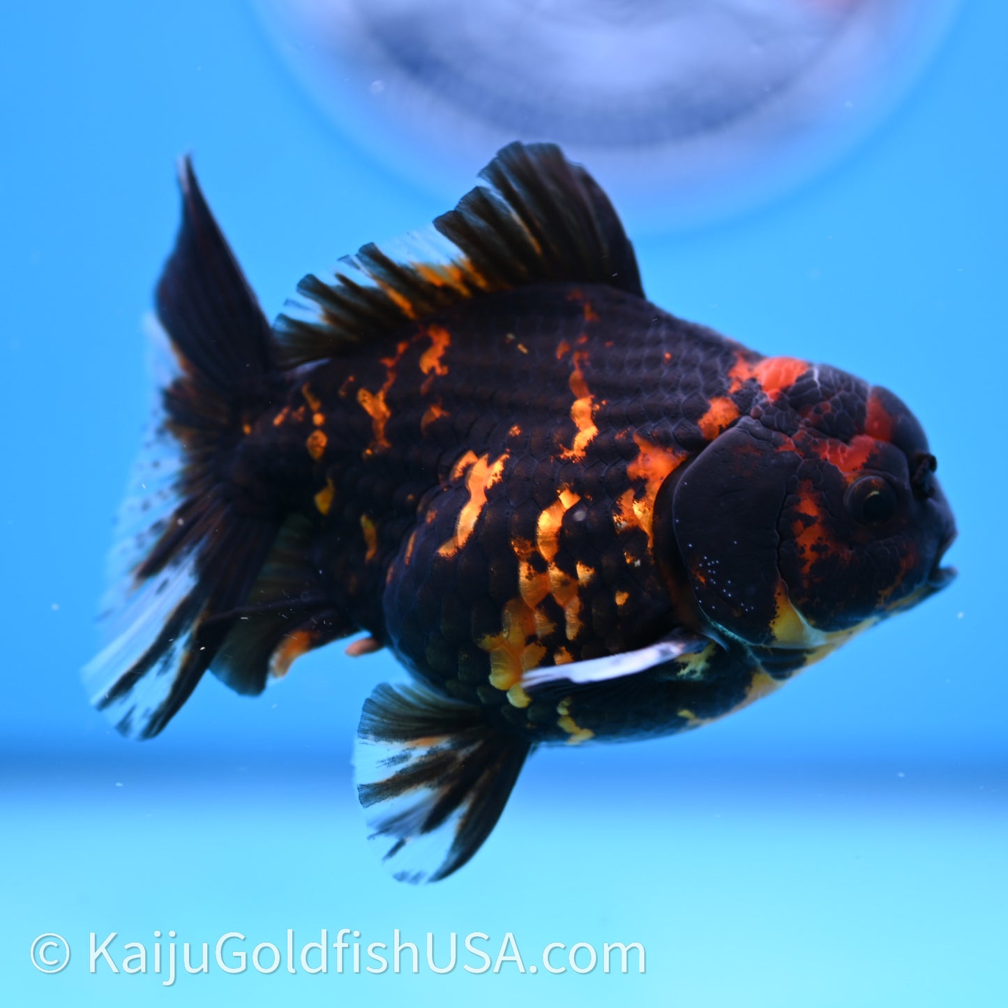 Heavy Ink Tiger YuanBao Oranda 3.5 inches (240726_OR13) - Kaiju Goldfish USA