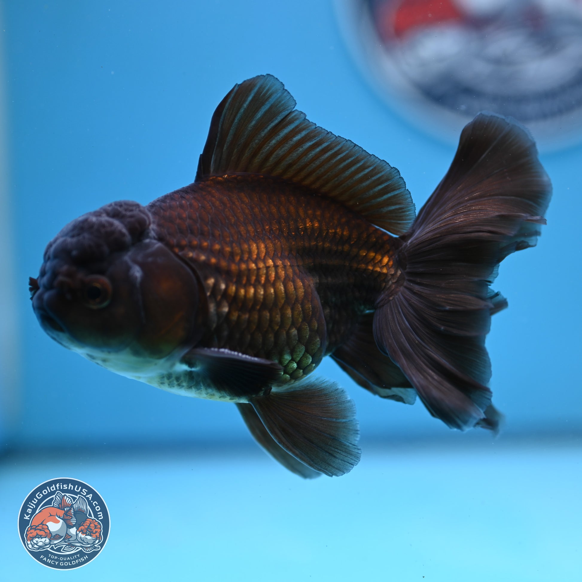 Black/Bronze Rose Tail Oranda 4-5 inches (240906_OR13) - Kaiju Goldfish USA