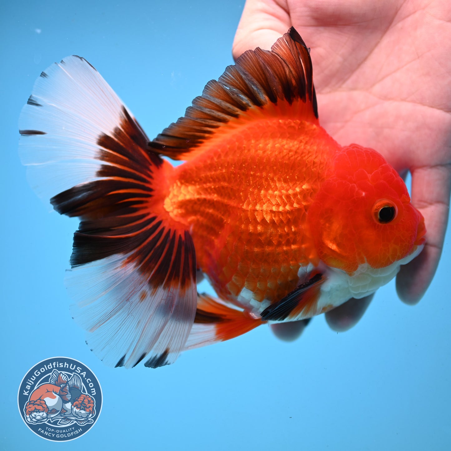 Apache Orchid Tail Oranda 4 inch Body (251003_OR13)