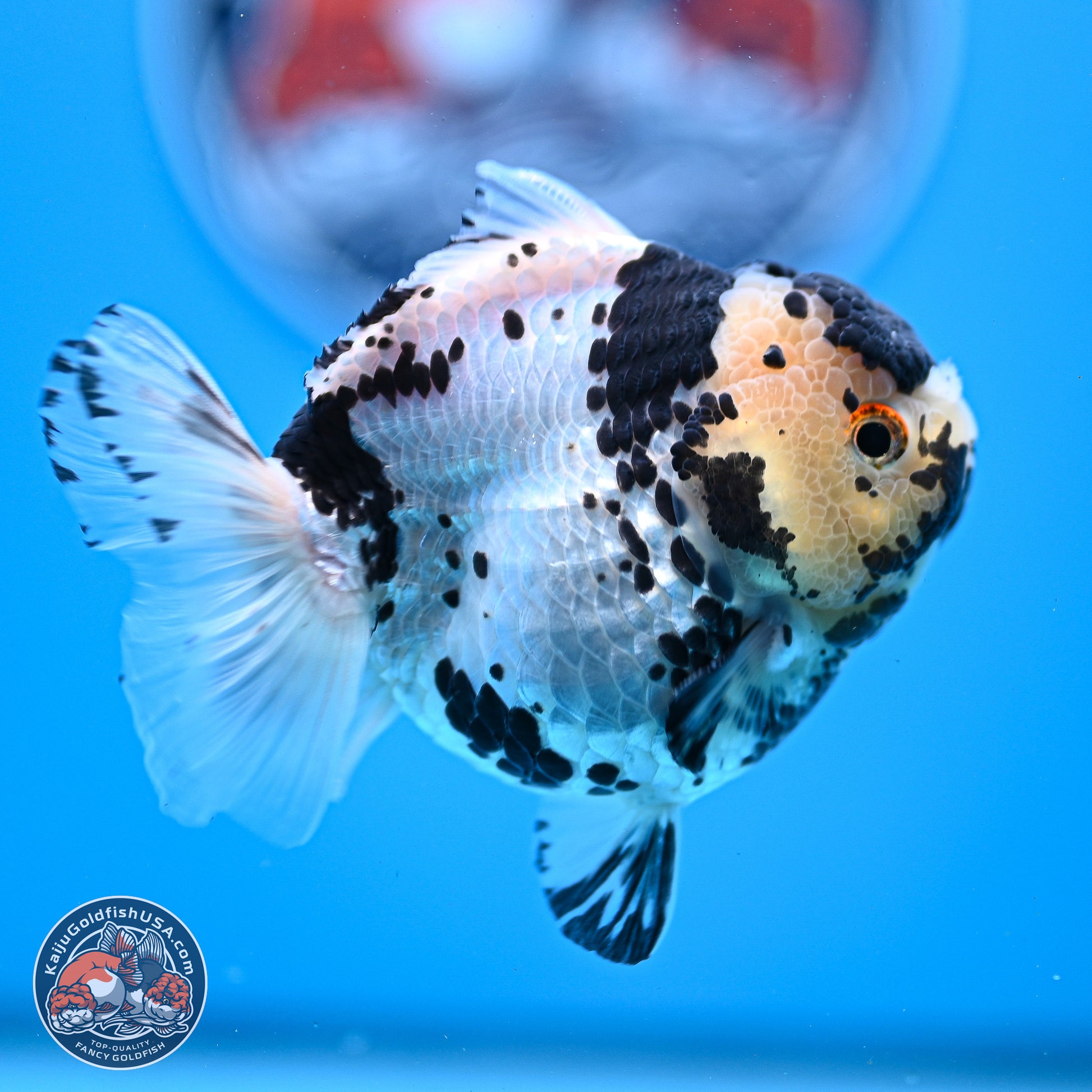 Panda YuanBao Oranda 3.25in Body (240830_OR13) - Kaiju Goldfish USA