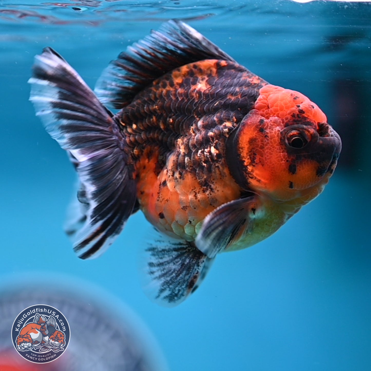 Shogun Red Kirin Oranda 3.5 inches Body - Male (250131_OR13)