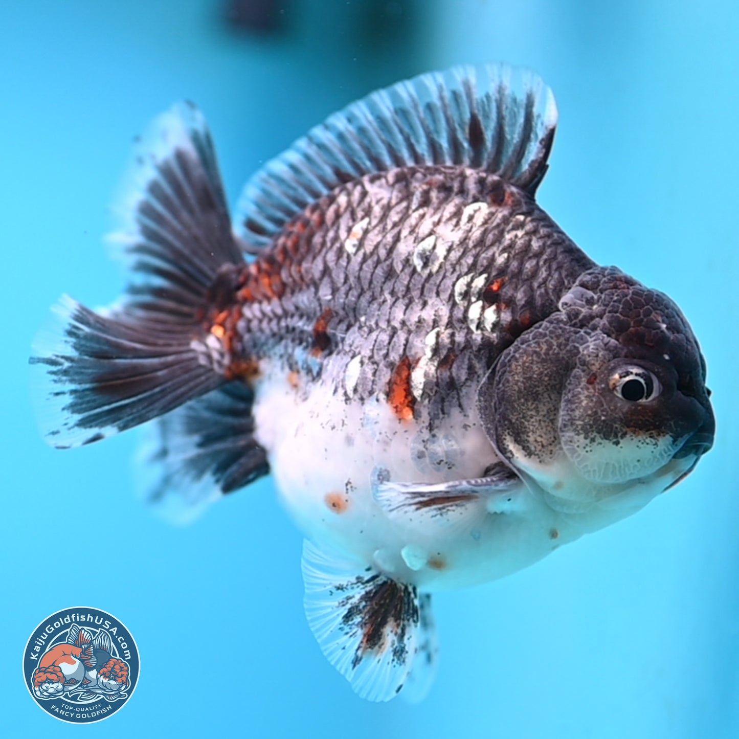 Shogun Grey Kirin Oranda 4 inches Body - Male (250207_OR13)