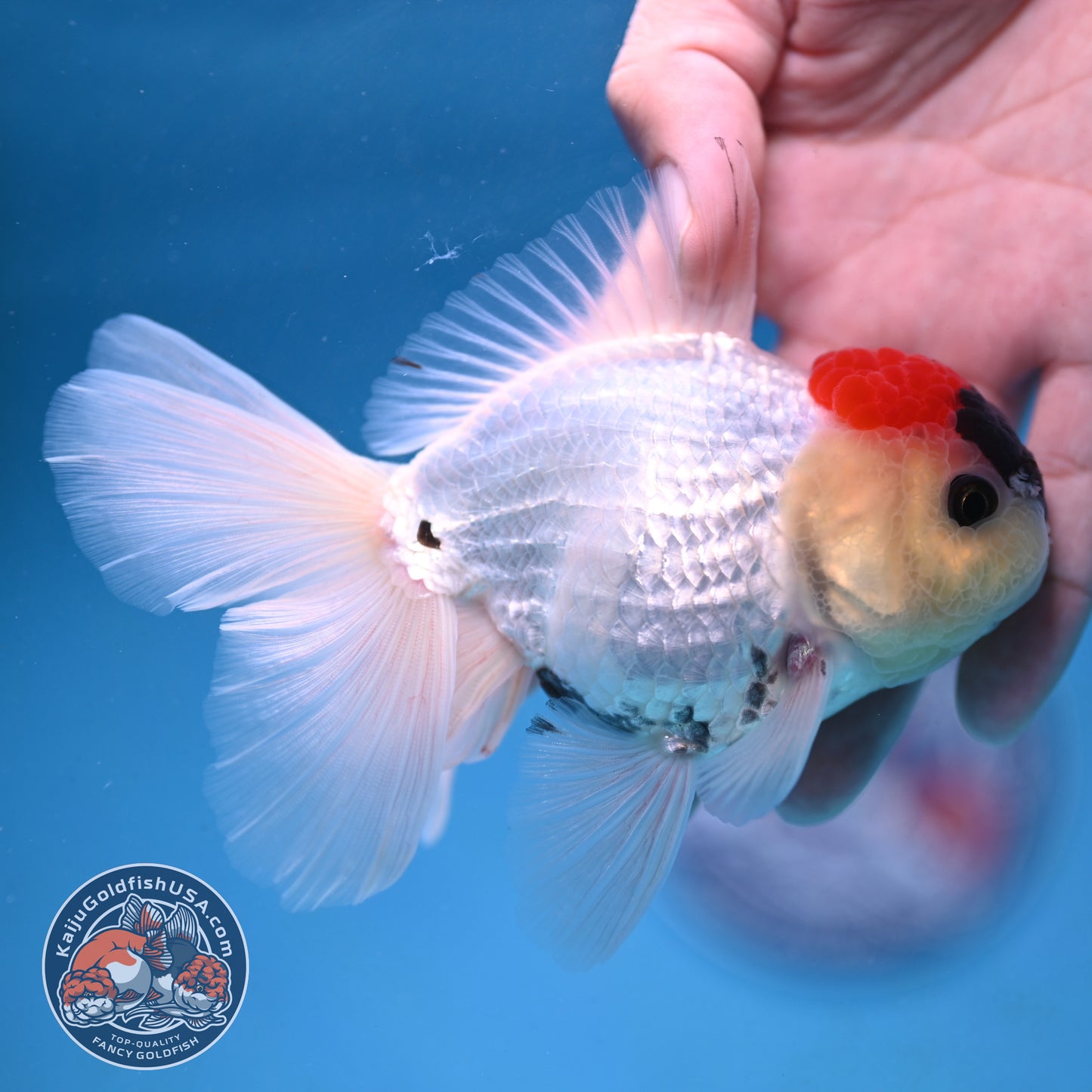 Tricolor Rosetail Oranda 3.5 inch Body (250926_OR13) - READ DESCRIPTION