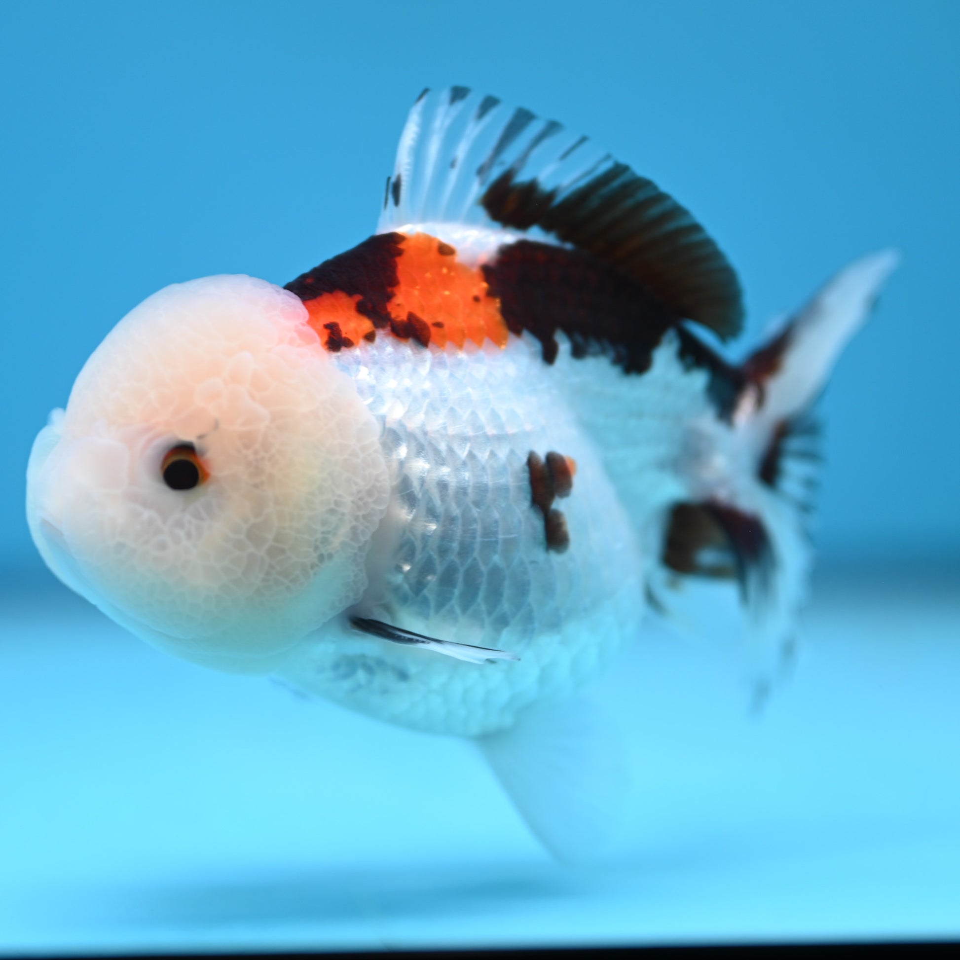 Tricolor Oranda 3.5-4 inches (241011_OR13) - Kaiju Goldfish USA