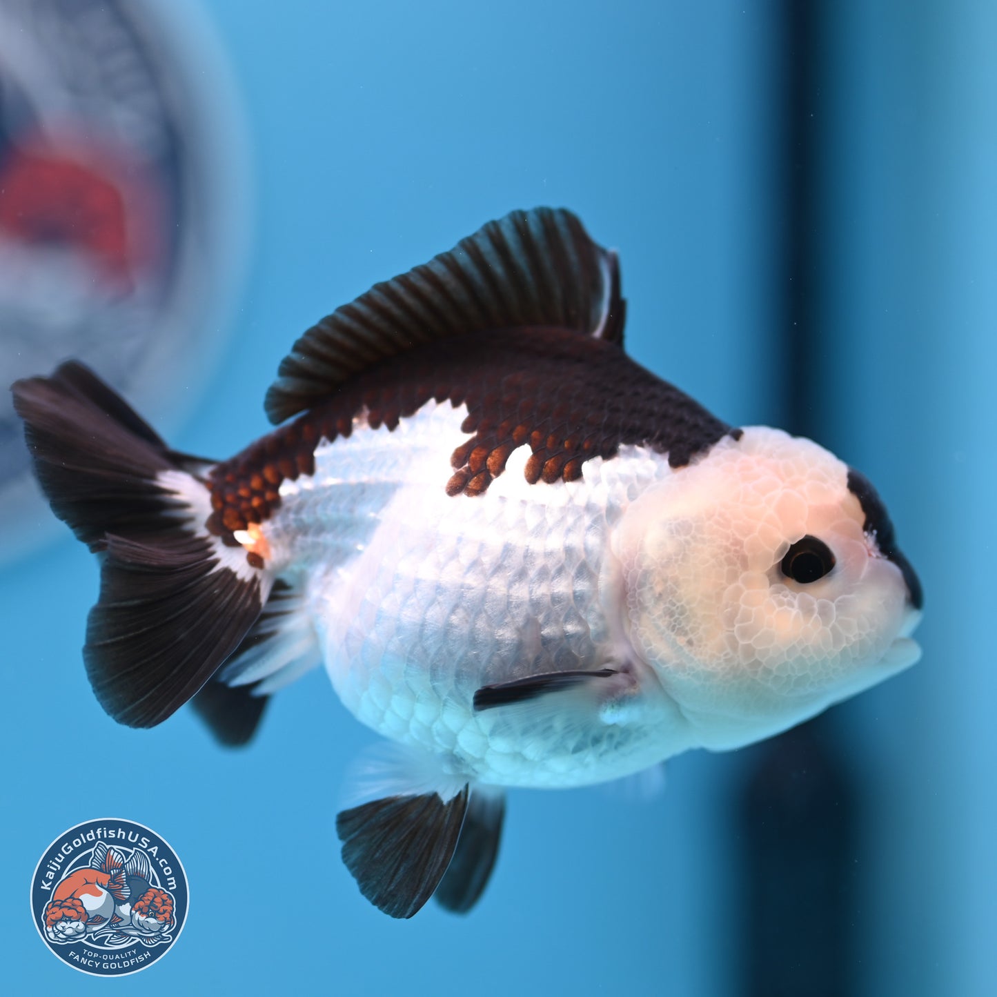 Panda Oranda 3.5-4.5 inches (240913_OR13) - Kaiju Goldfish USA