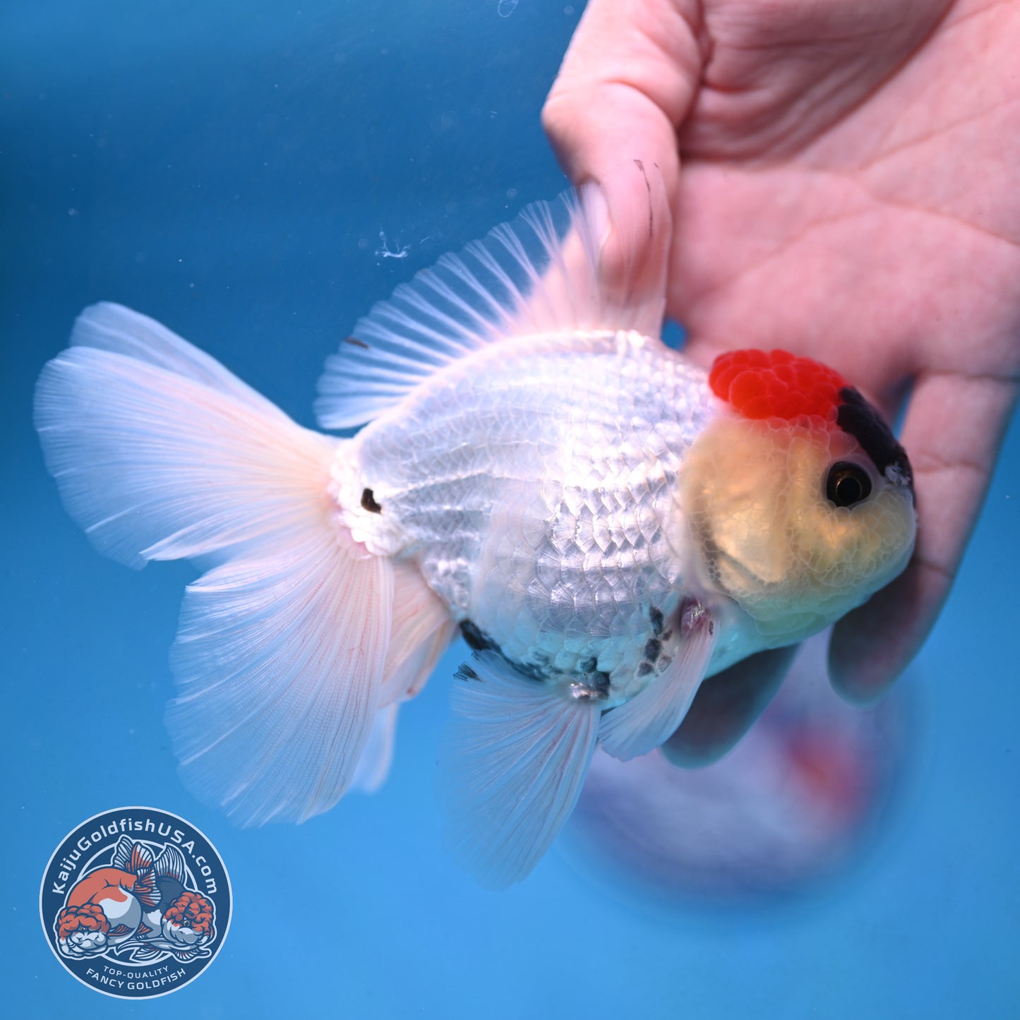 Tricolor Rosetail Oranda 3.5 inch Body (250926_OR13) - READ DESCRIPTION