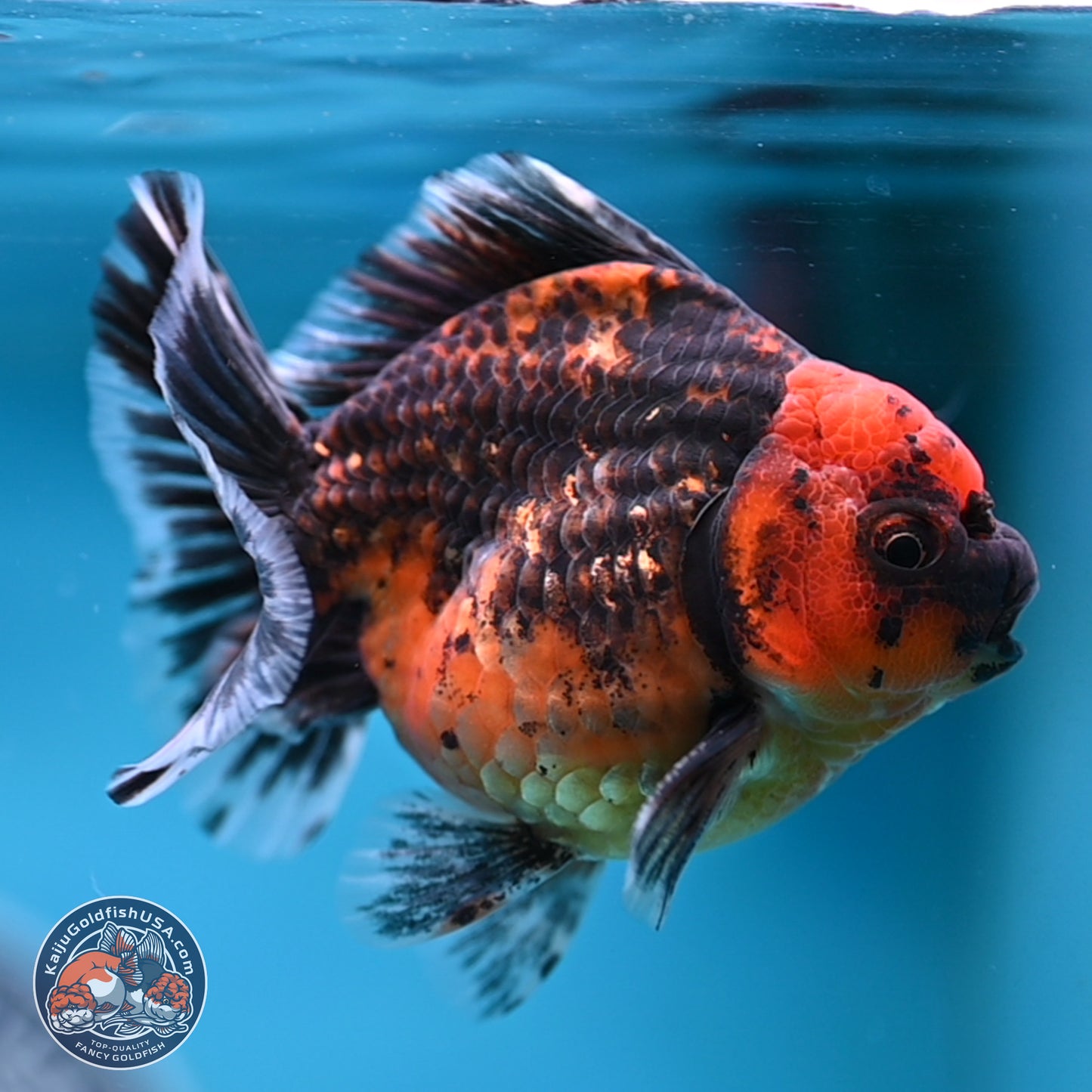 Shogun Red Kirin Oranda 3.5 inches Body - Male (250131_OR13)