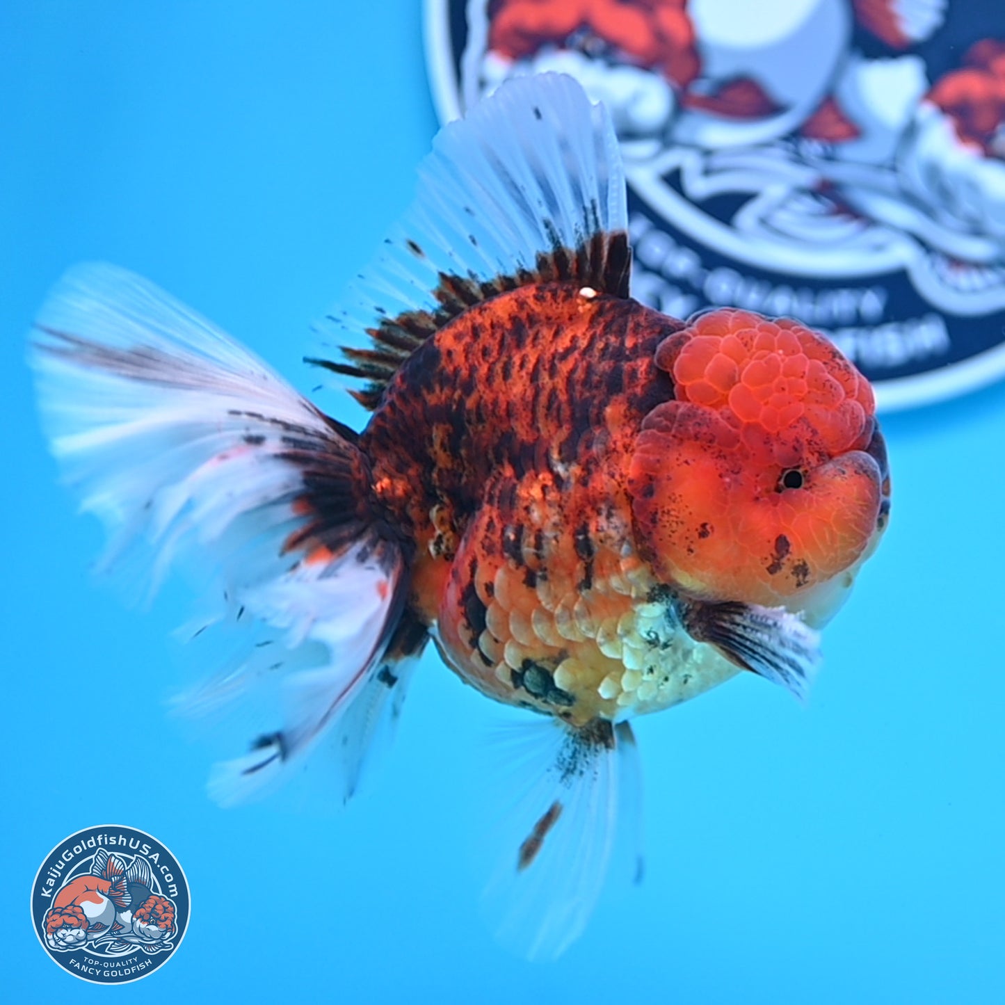 Tiger Rose Tail Oranda 3.5 inches Body - Male (250314_OR13)