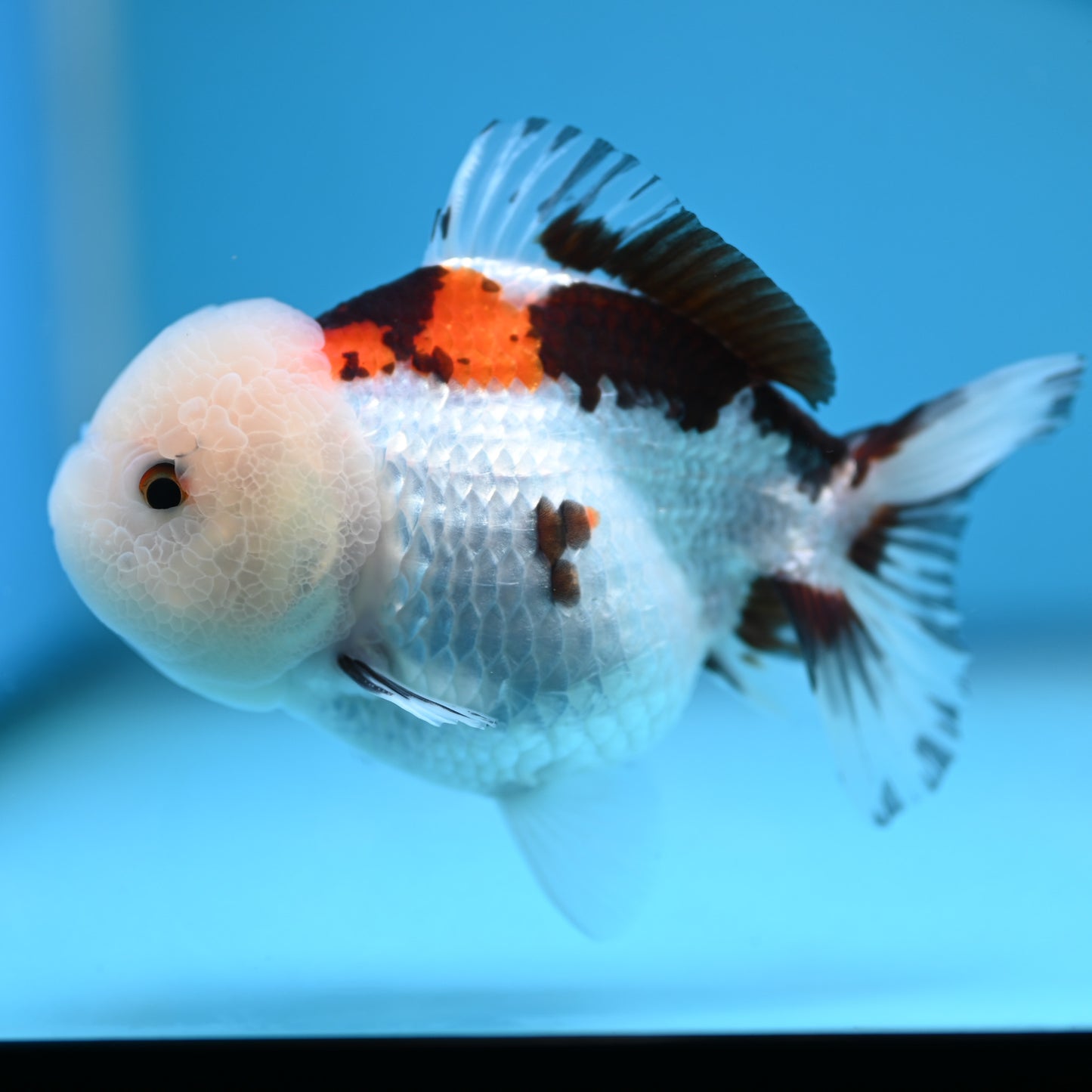 Tricolor Oranda 3.5-4 inches (241011_OR13) - Kaiju Goldfish USA