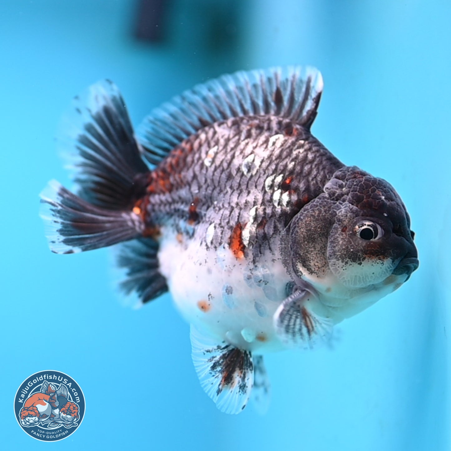 Shogun Grey Kirin Oranda 4 inches Body - Male (250207_OR13)