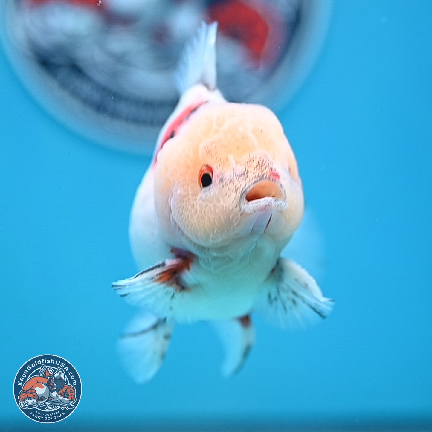 Calico YuanBao Oranda 4.5 inches - Male (241129_OR13) - Kaiju Goldfish USA