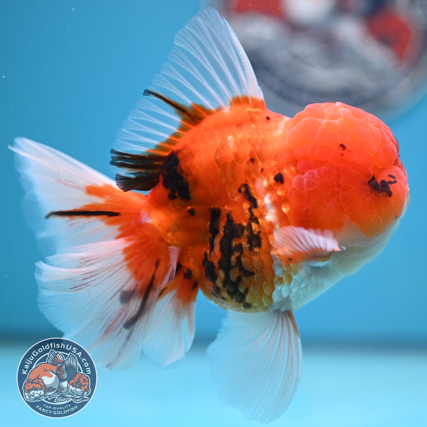 Tricolor Tiger Rose Tail Oranda 4 inches Body (250502_OR13)