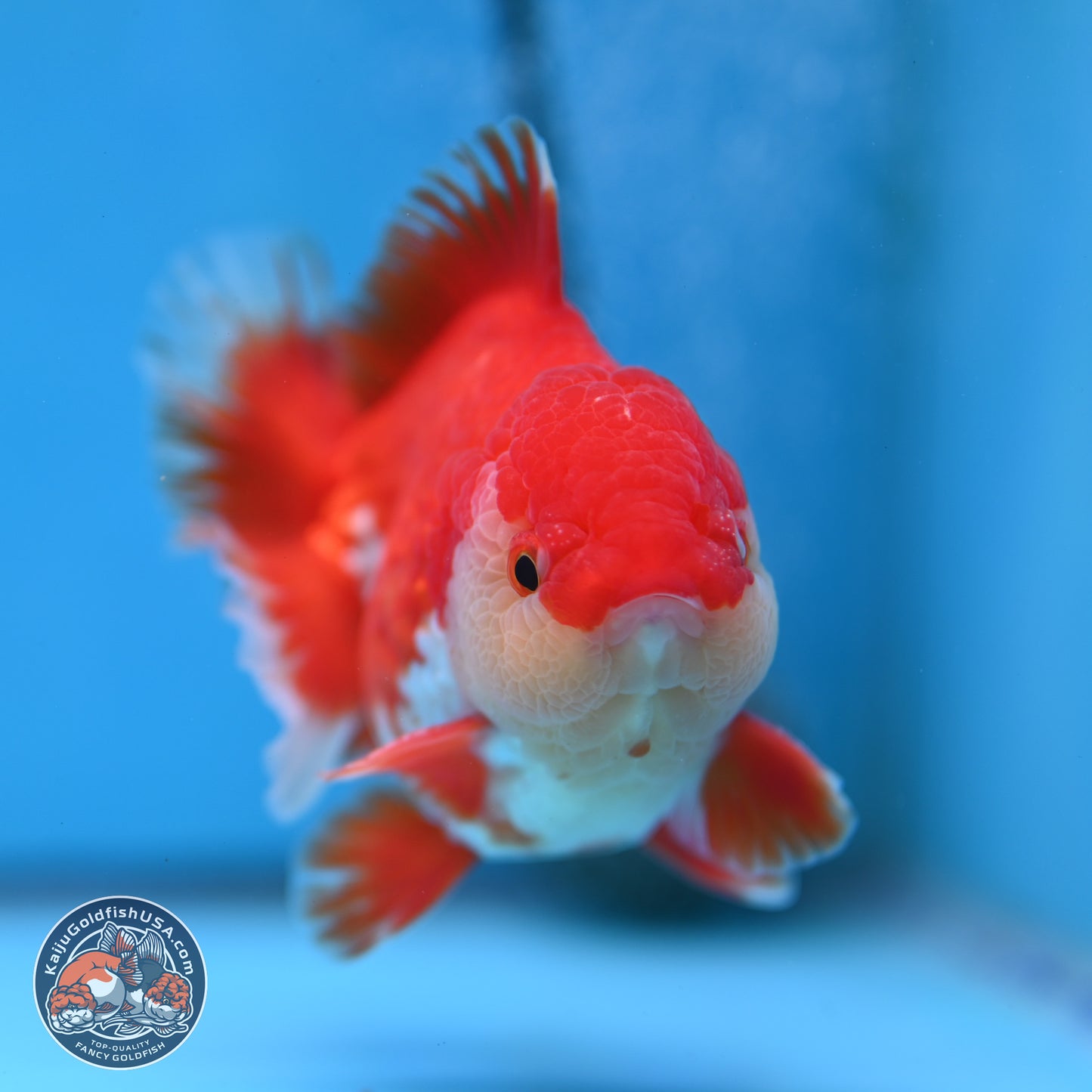 Batik Scale Red White Oranda 3.5 inches Body - Male (250307_OR13)
