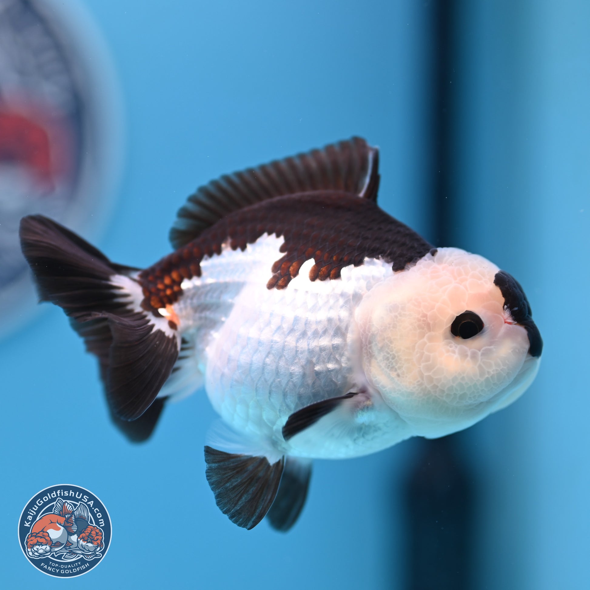 Panda Oranda 3.5-4.5 inches (240913_OR13) - Kaiju Goldfish USA