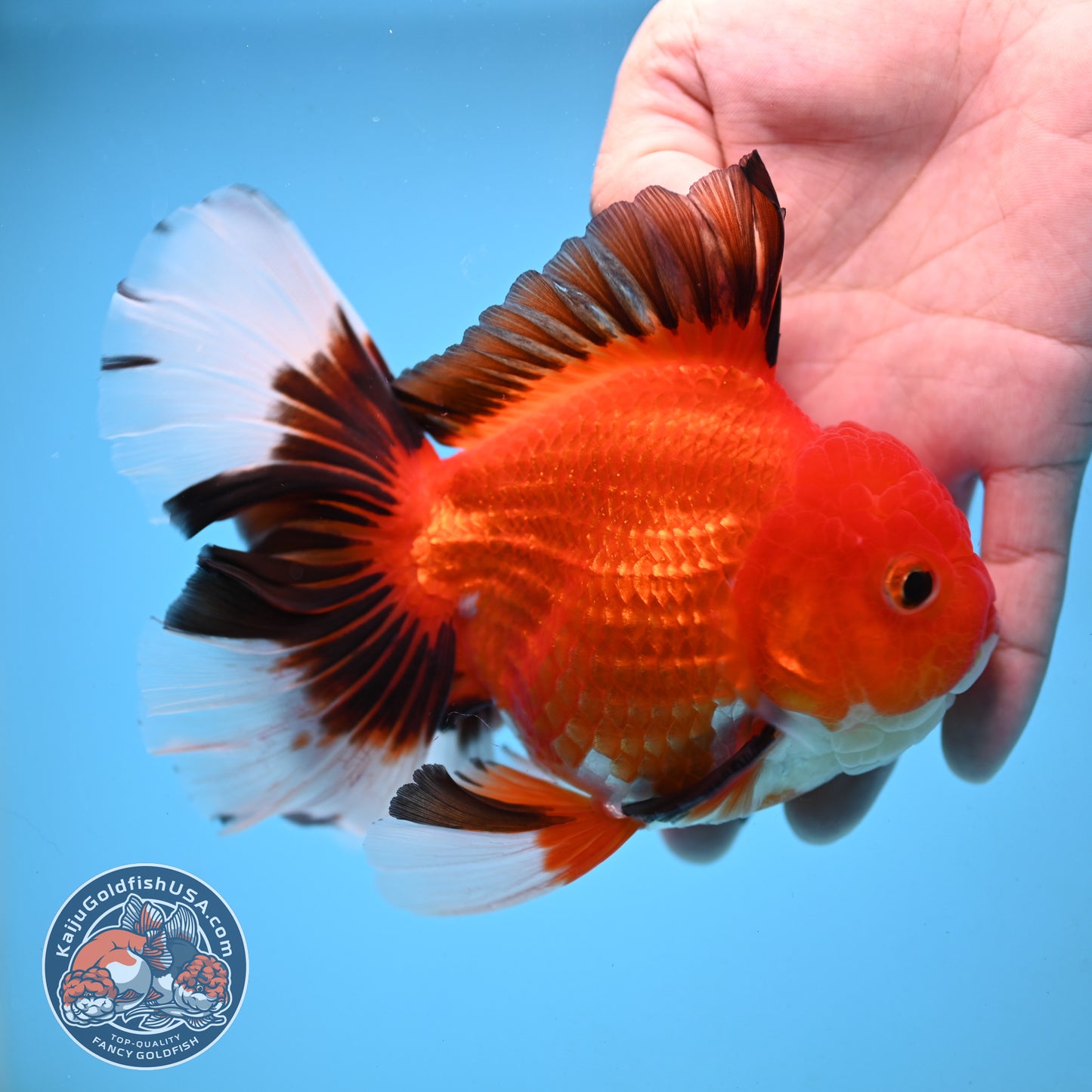 Apache Orchid Tail Oranda 4 inch Body (251003_OR13)