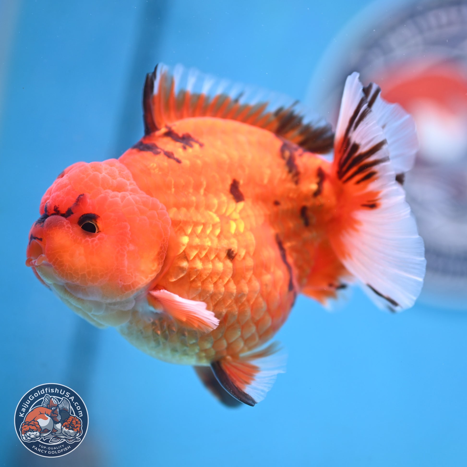 Tiger YuanBao Oranda 4 inches Body - Male (250103_OR13) - Kaiju Goldfish USA