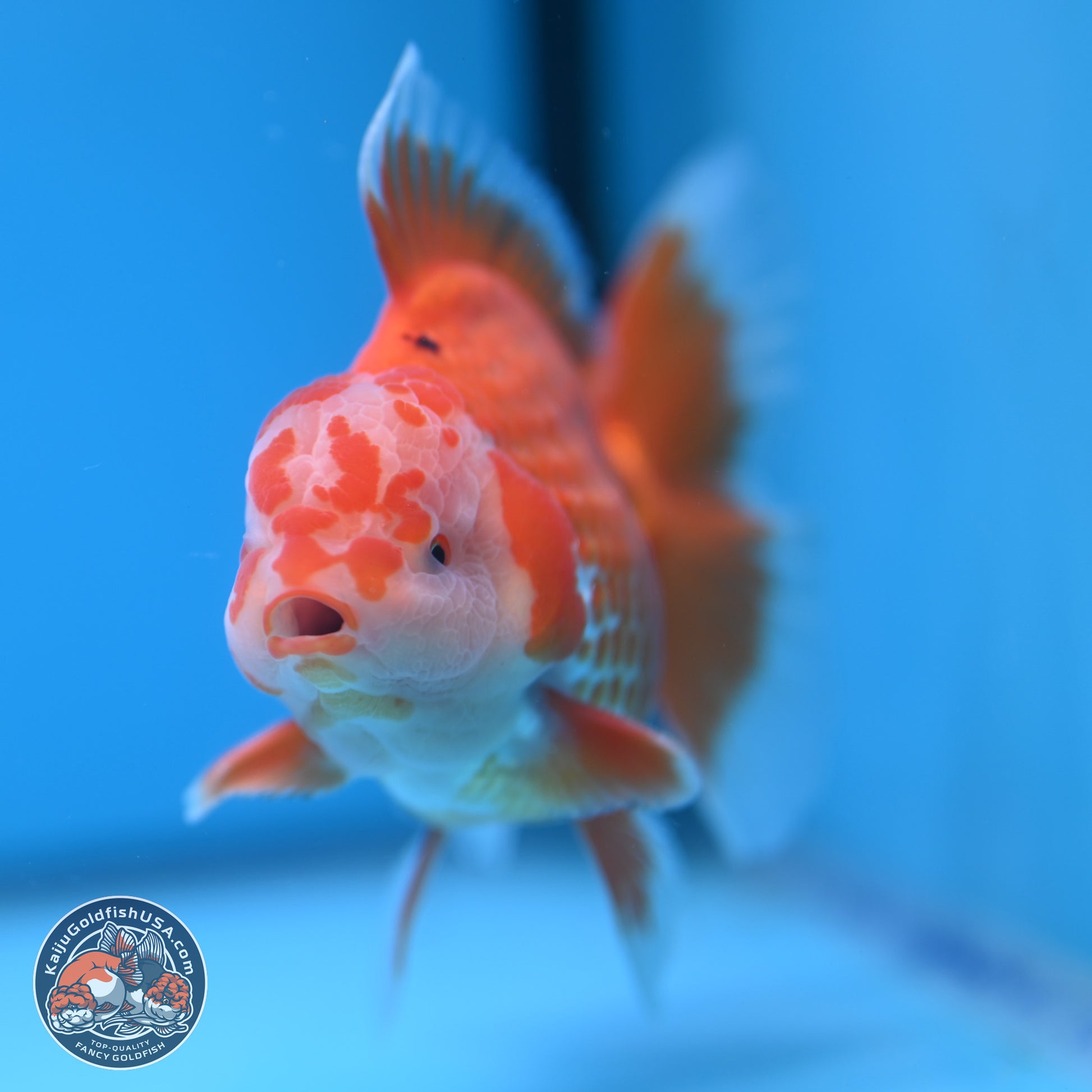 Red White Rose Tail Oranda 4.5 inches - Male (241122_OR13) - Kaiju Goldfish USA