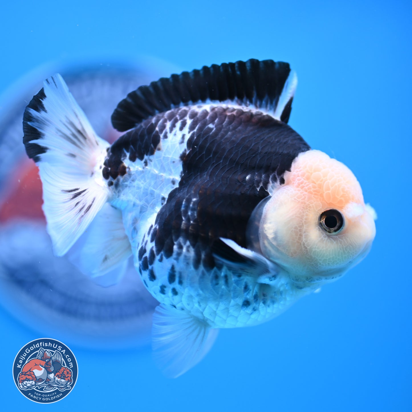 Panda YuanBao Oranda 3.5in Body (240816_OR13) - Kaiju Goldfish USA