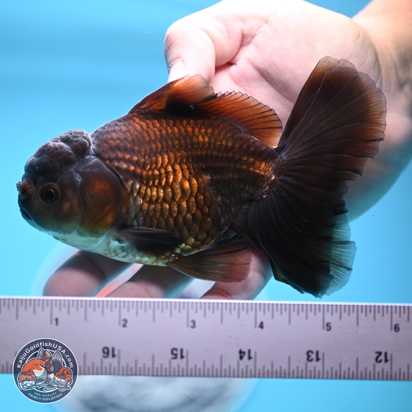 Black/Bronze Rose Tail Oranda 4-5 inches (240906_OR13) - Kaiju Goldfish USA