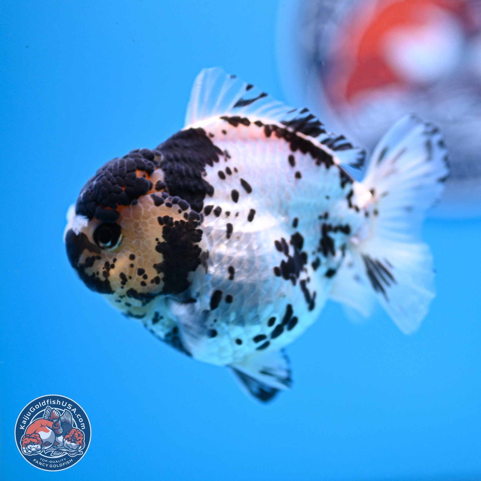 Panda YuanBao Oranda 3.25in Body (240830_OR13) - Kaiju Goldfish USA