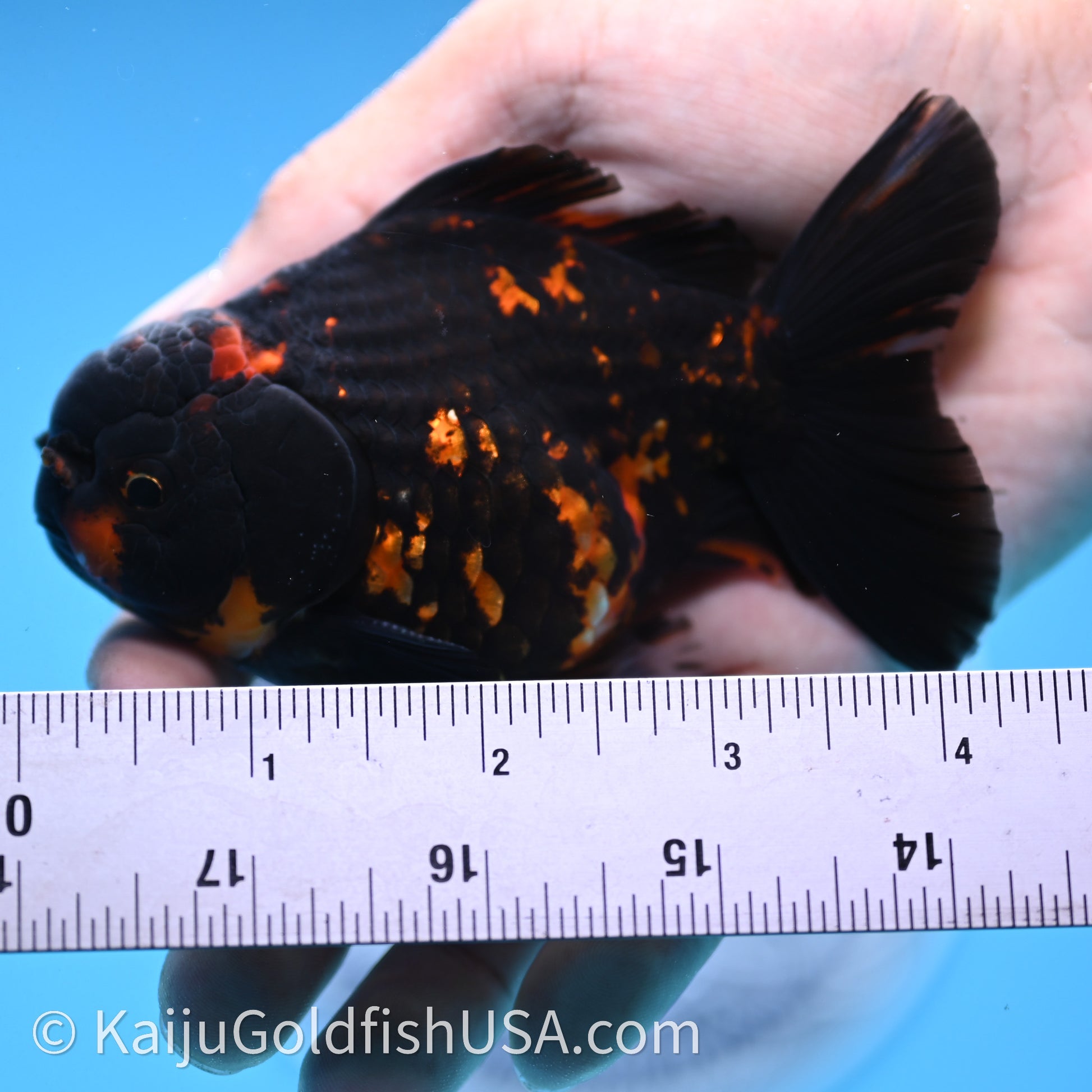 Heavy Ink Tiger YuanBao Oranda 3.5 inches (240726_OR13) - Kaiju Goldfish USA