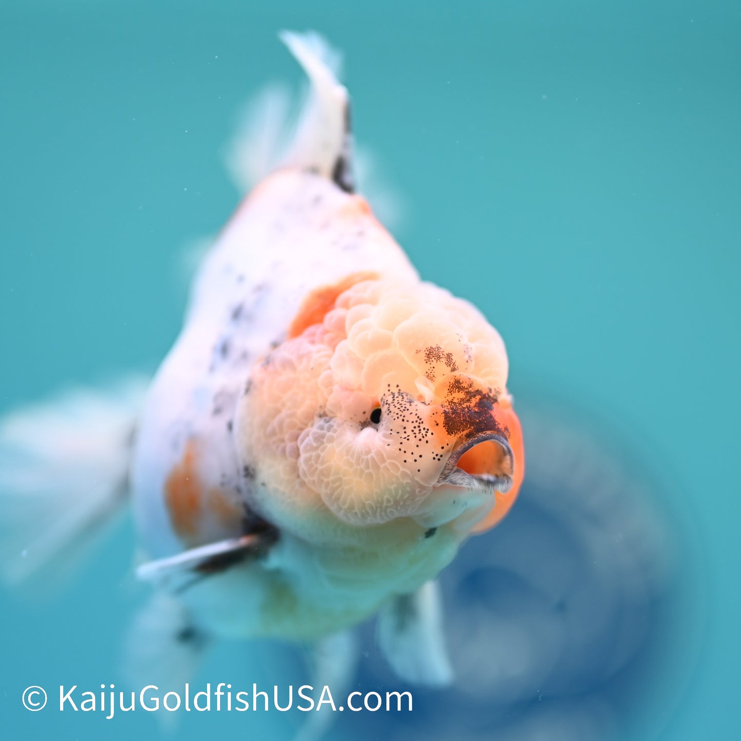 Calico Rose Tail Oranda 4.5 inches (240405_OR13) - Kaiju Goldfish USA