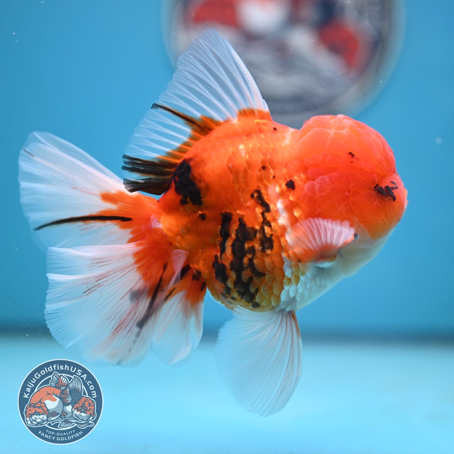 Tricolor Tiger Rose Tail Oranda 4 inches Body (250502_OR13)