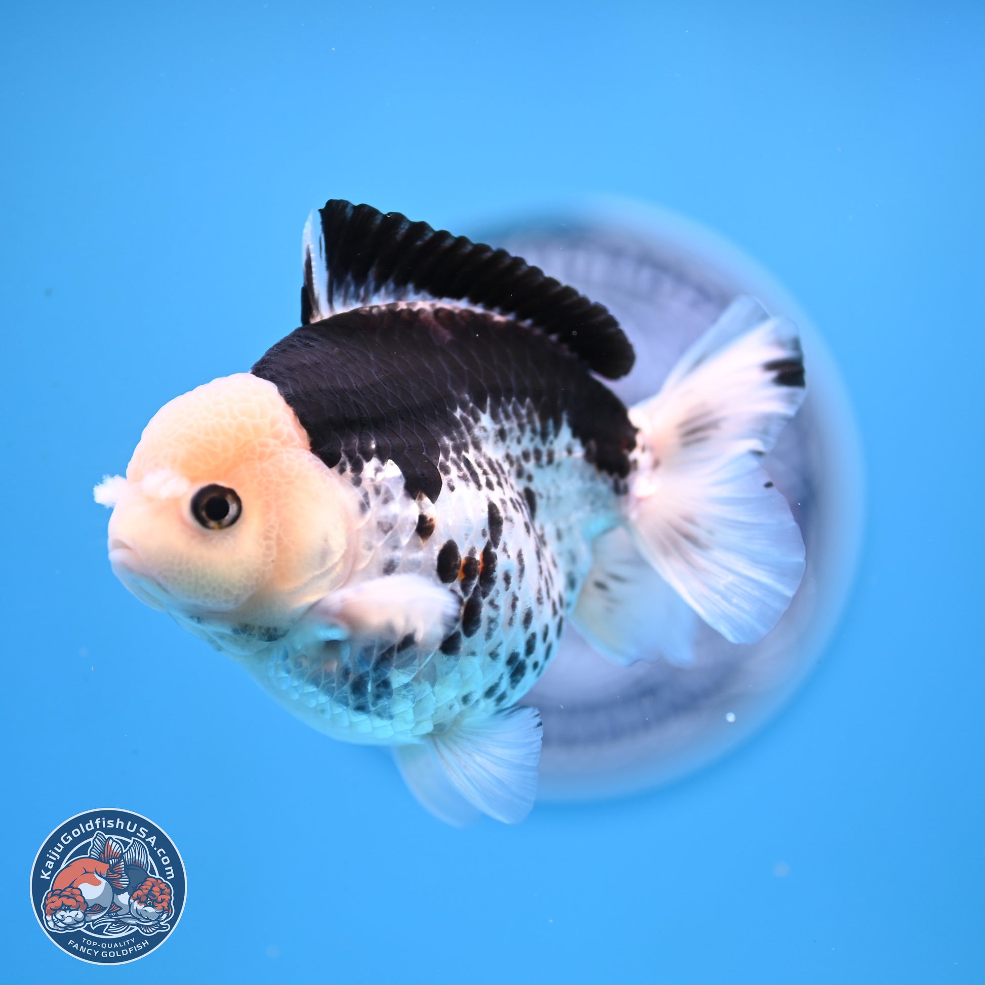 Panda YuanBao Oranda 3.5in Body (240816_OR13) - Kaiju Goldfish USA