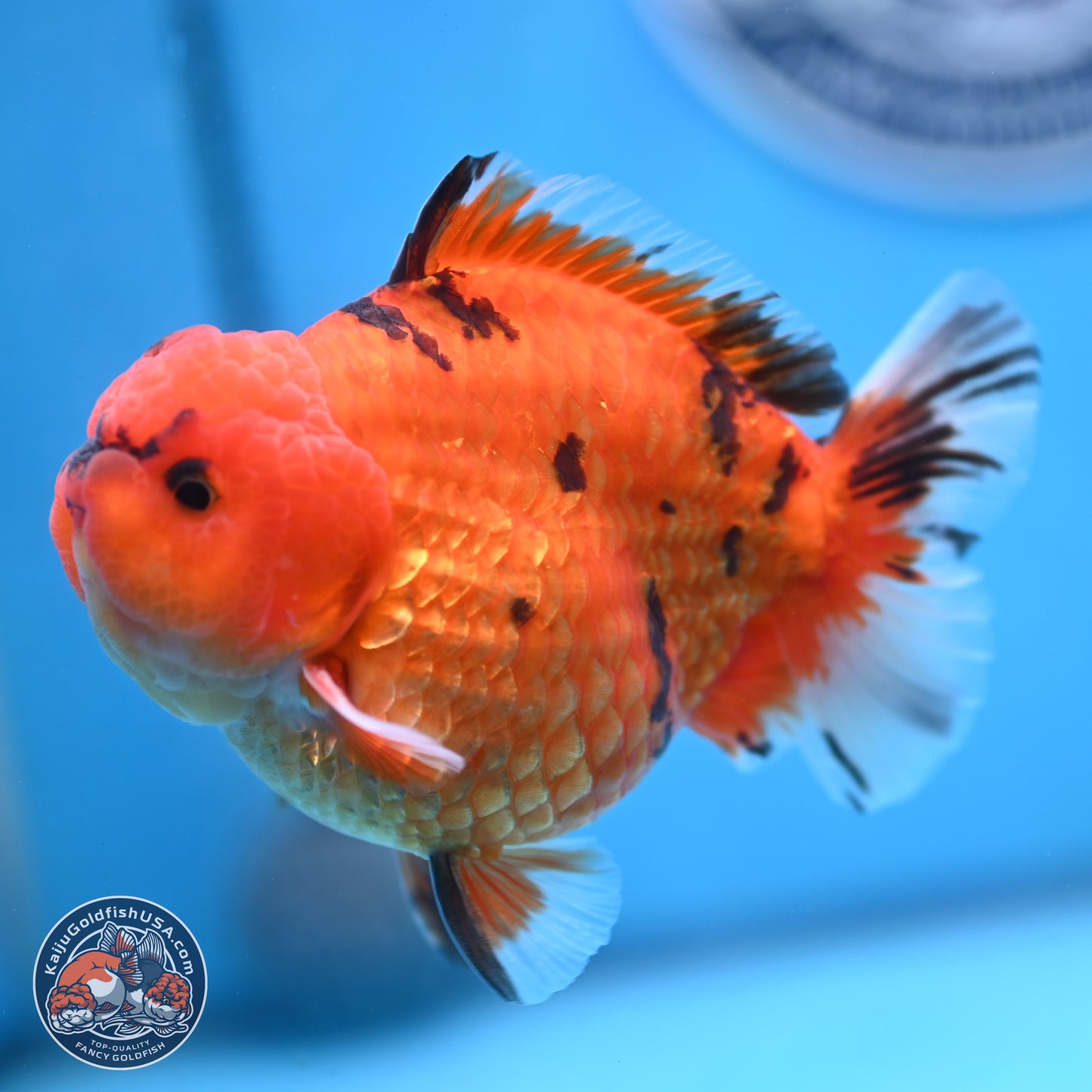 Tiger YuanBao Oranda 4 inches Body - Male (250103_OR13) - Kaiju Goldfish USA