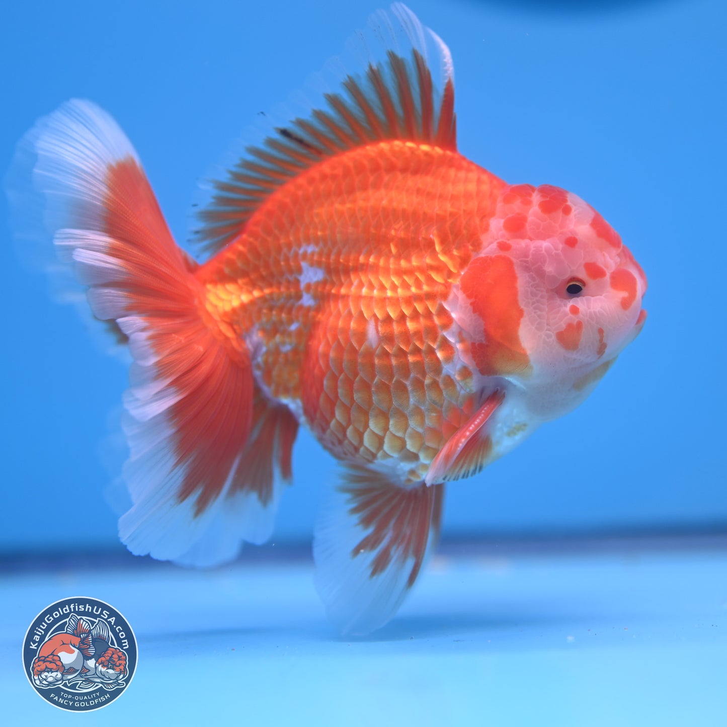 Red White Rose Tail Oranda 4.5 inches - Male (241122_OR13) - Kaiju Goldfish USA