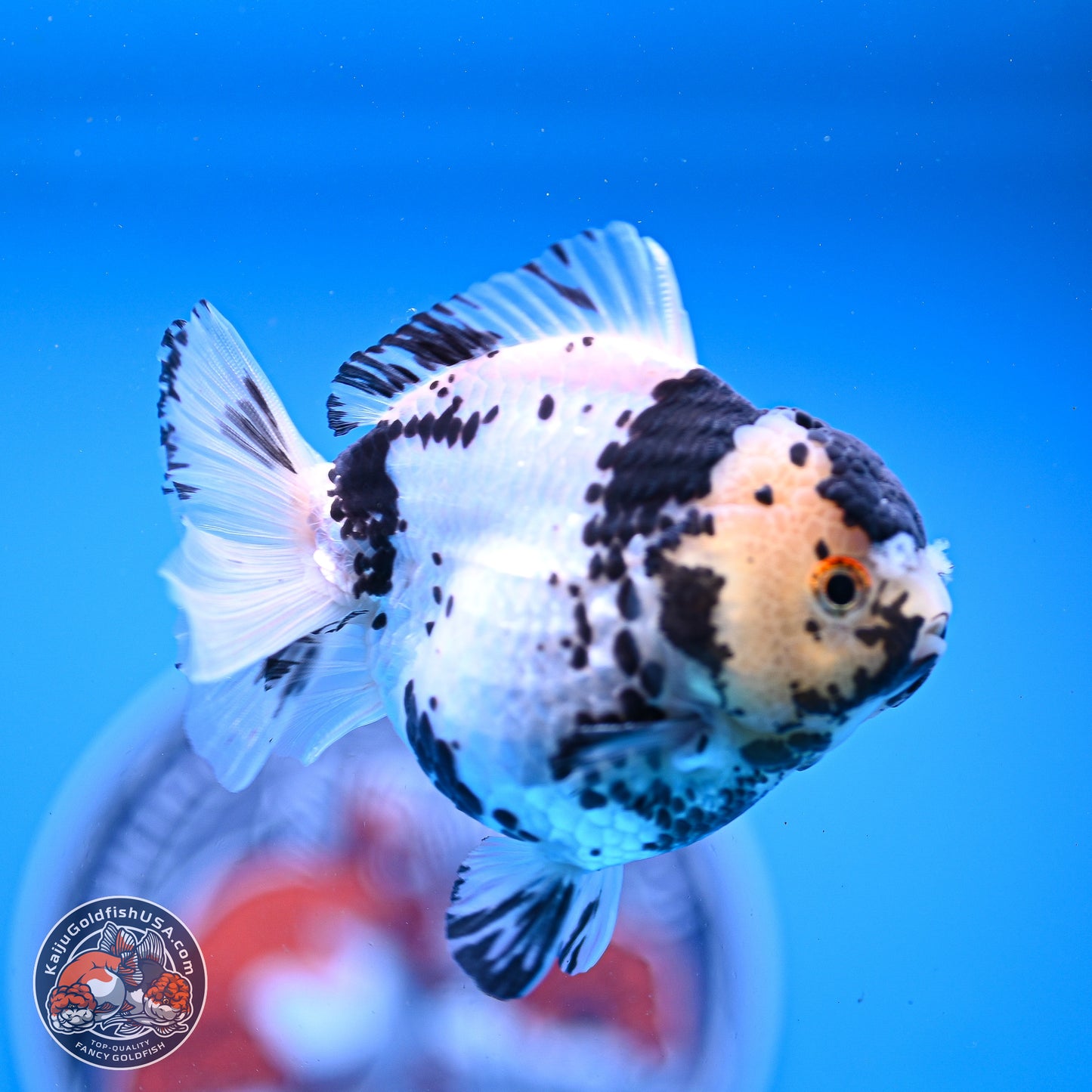 Panda YuanBao Oranda 3.25in Body (240830_OR13) - Kaiju Goldfish USA