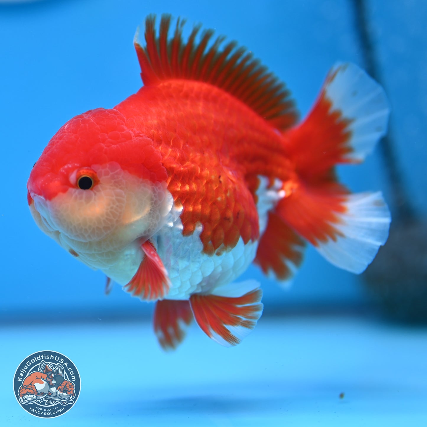 Batik Scale Red White Oranda 3.5 inches Body - Male (250307_OR13)