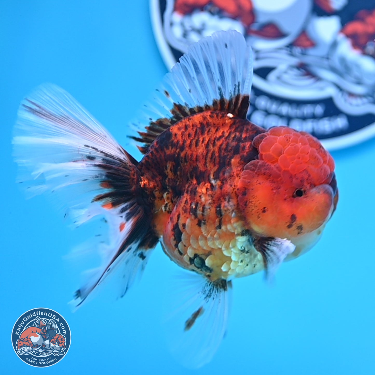 Tiger Rose Tail Oranda 3.5 inches Body - Male (250314_OR13)