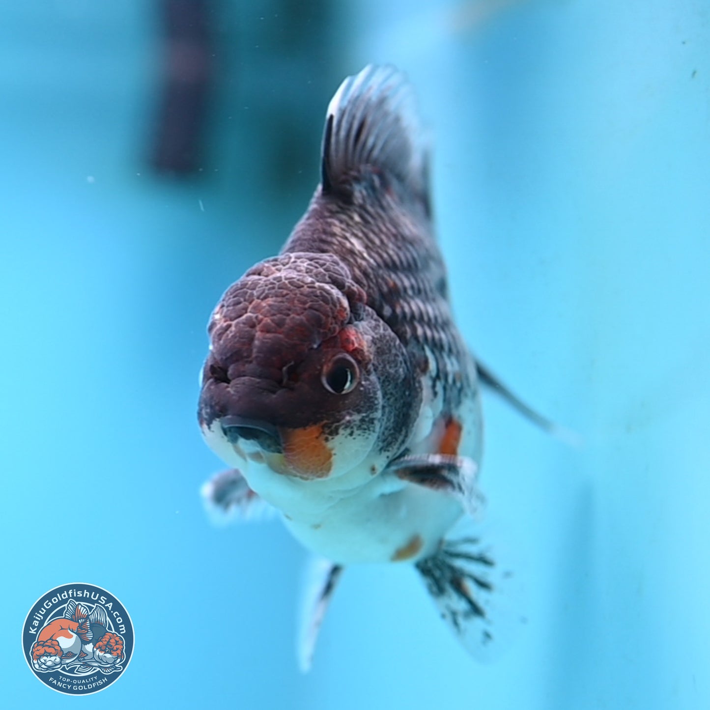 Shogun Grey Kirin Oranda 4 inches Body - Male (250207_OR13)