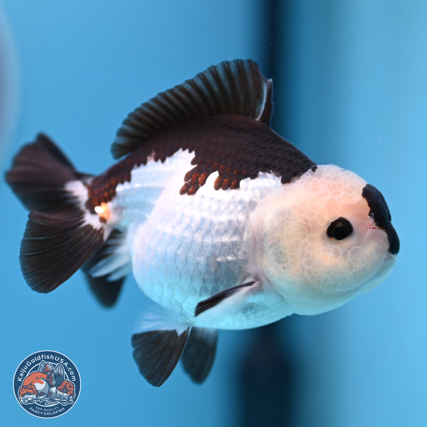 Panda Oranda 3.5-4.5 inches (240913_OR13) - Kaiju Goldfish USA