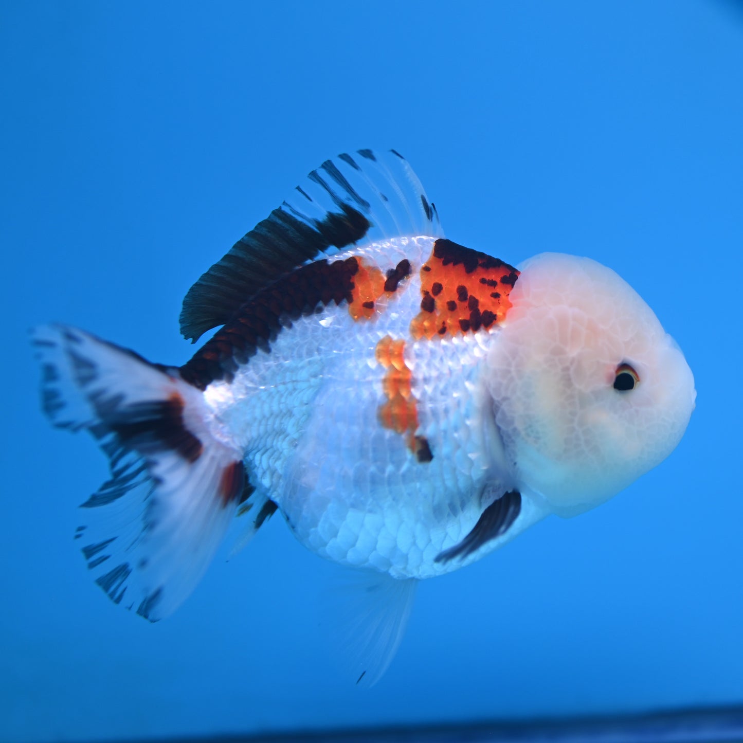 Tricolor Oranda 3.5-4 inches (241011_OR13) - Kaiju Goldfish USA