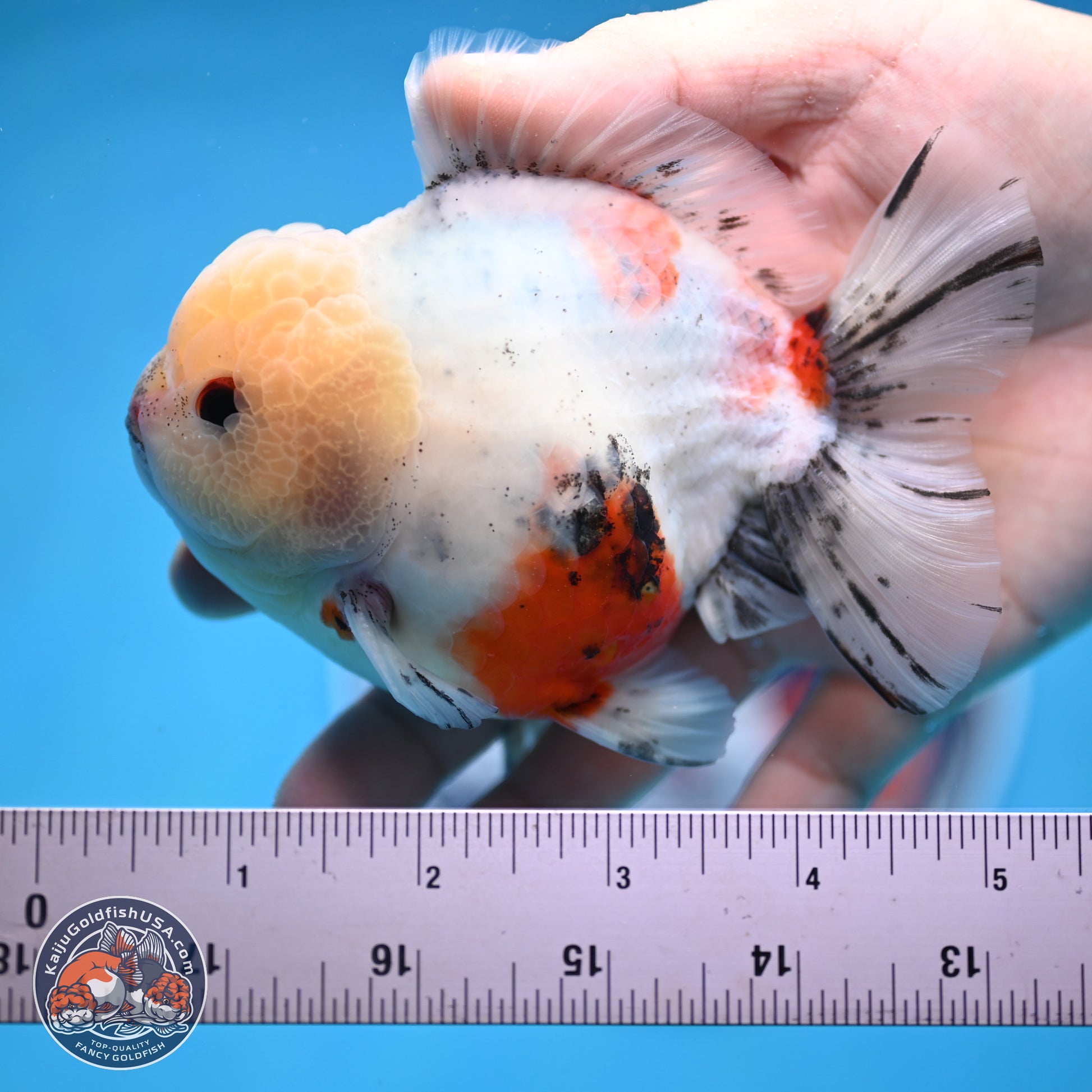 Calico YuanBao Oranda 4.5 inches - Male (241129_OR13) - Kaiju Goldfish USA