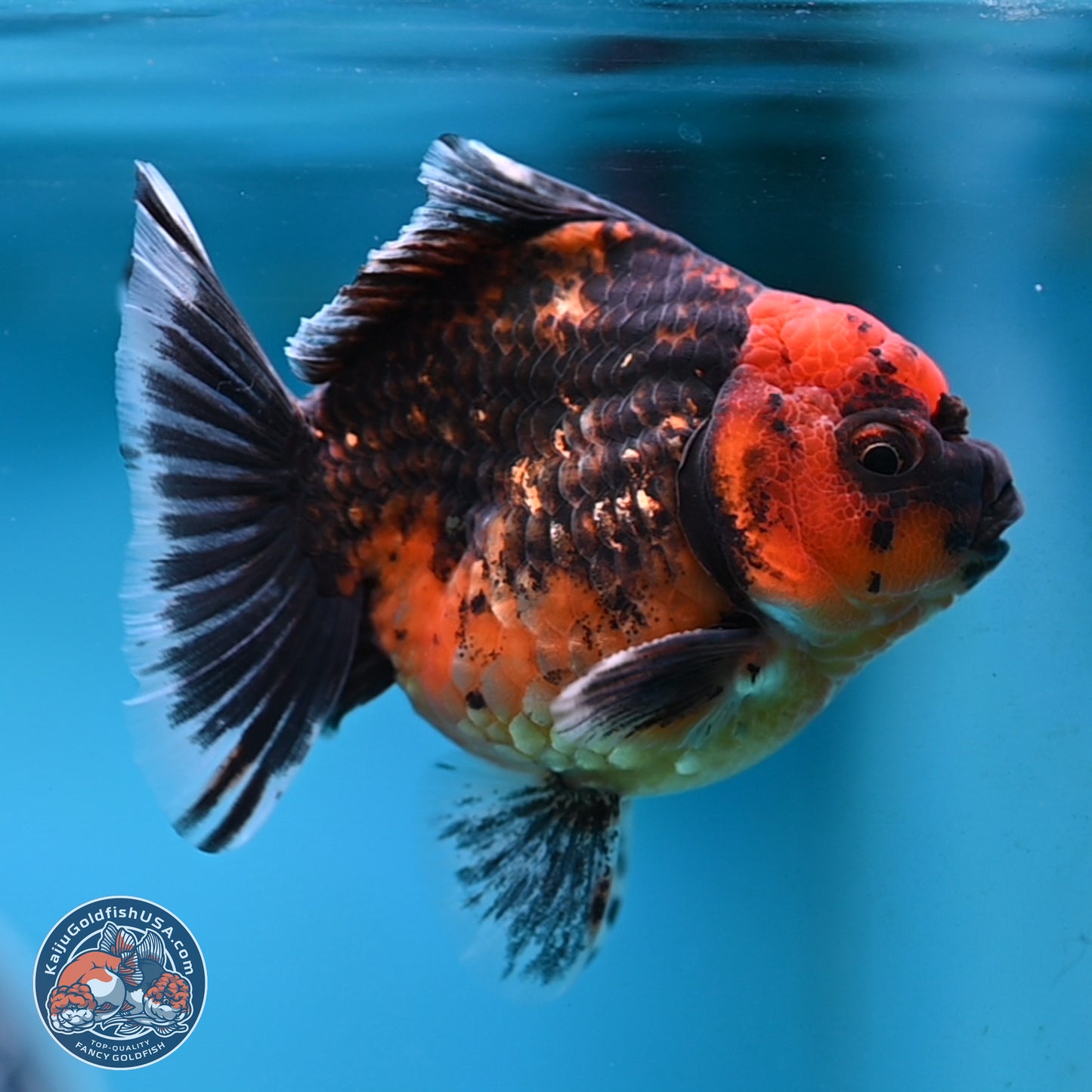 Shogun Red Kirin Oranda 3.5 inches Body - Male (250131_OR13)