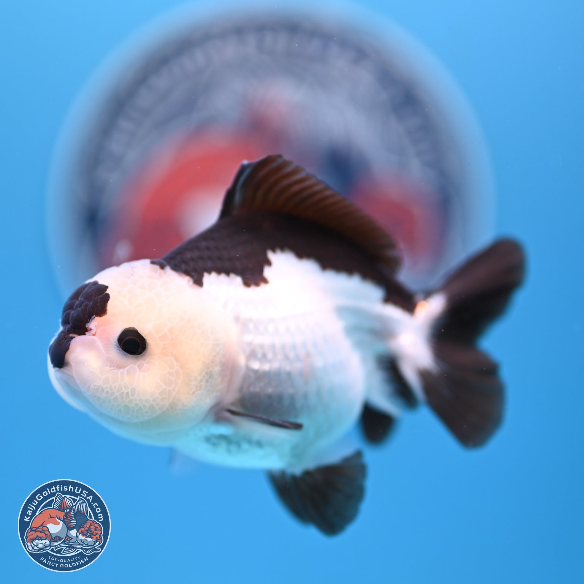 Panda Oranda 3.5-4.5 inches (240913_OR13) - Kaiju Goldfish USA