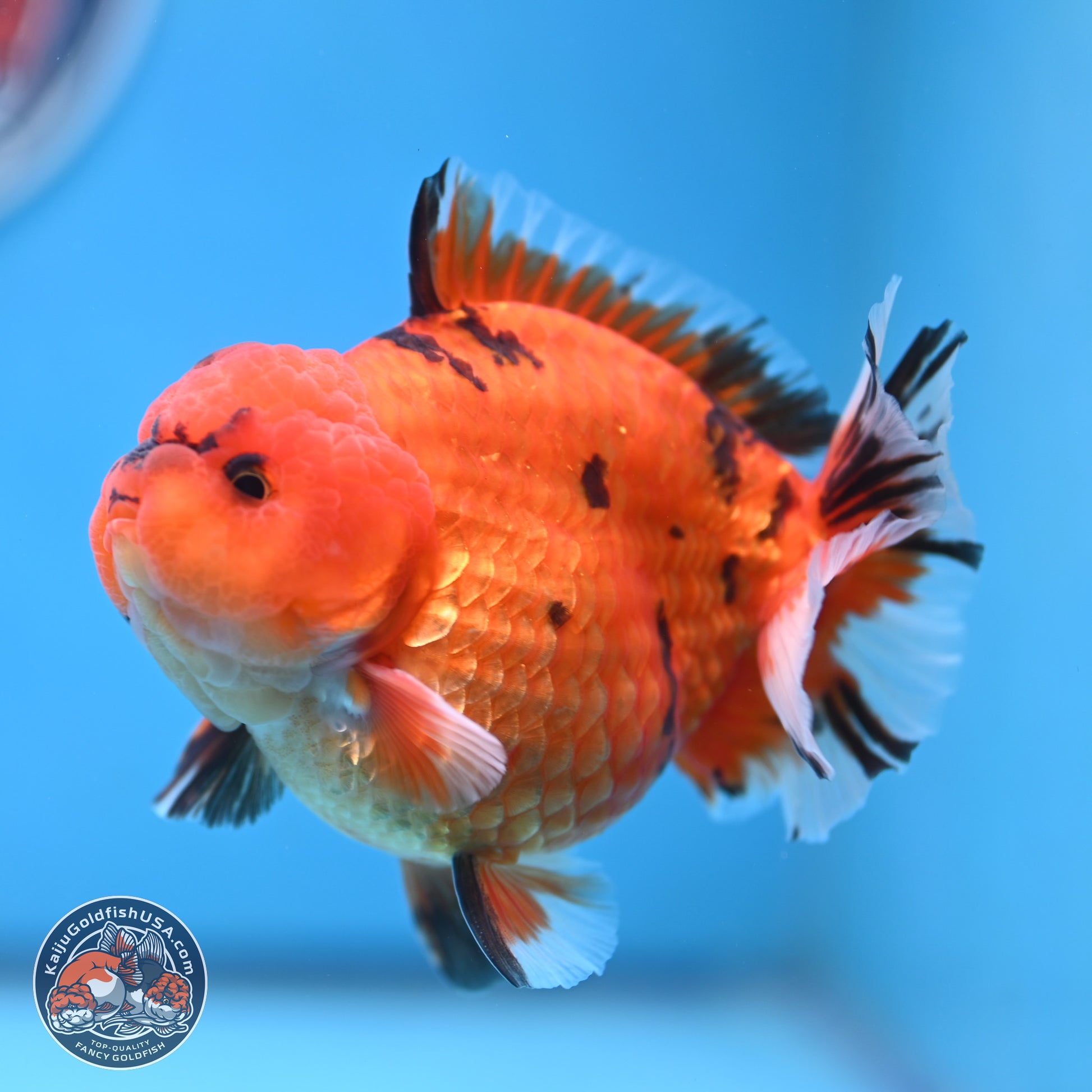 Tiger YuanBao Oranda 4 inches Body - Male (250103_OR13) - Kaiju Goldfish USA