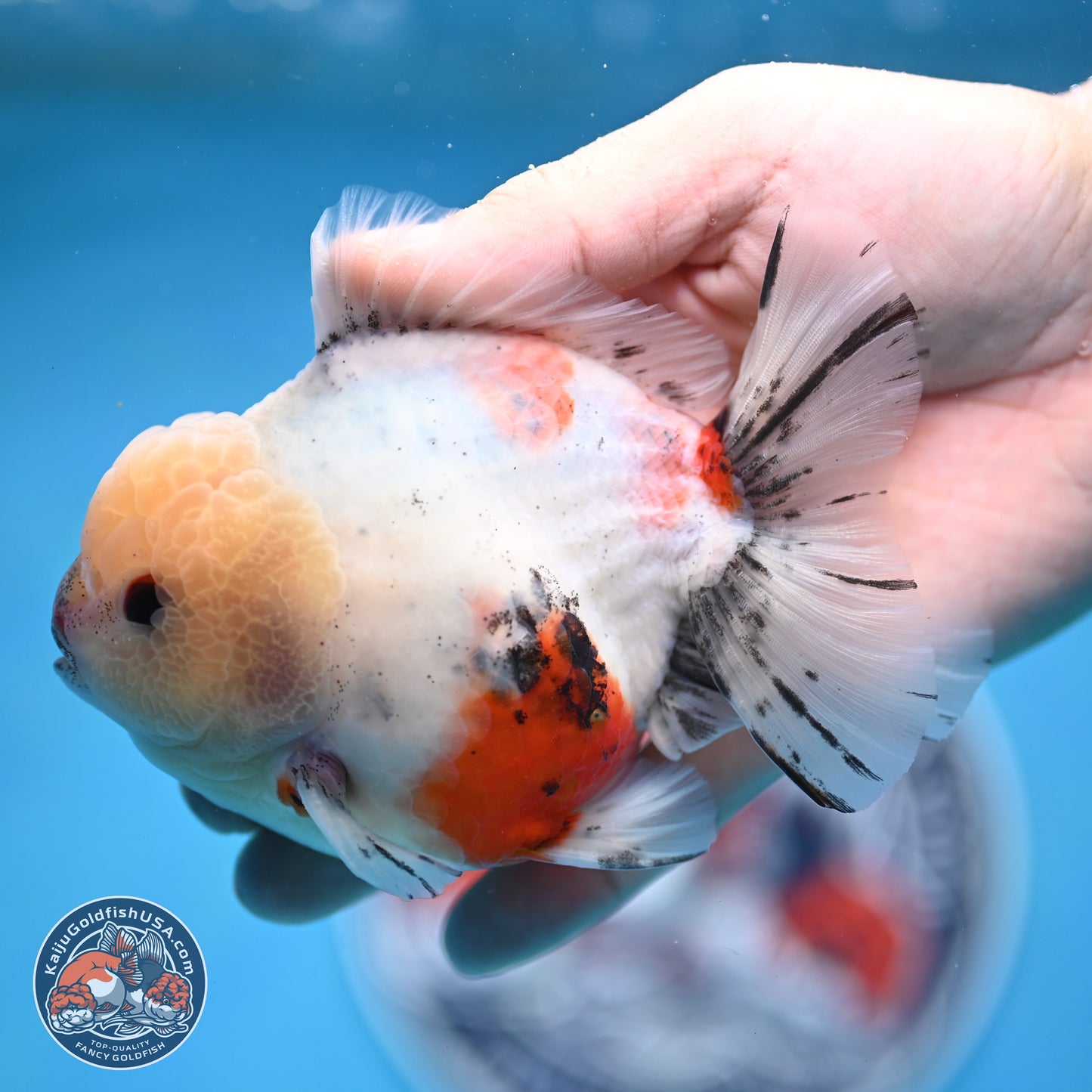 Calico YuanBao Oranda 4.5 inches - Male (241129_OR13) - Kaiju Goldfish USA