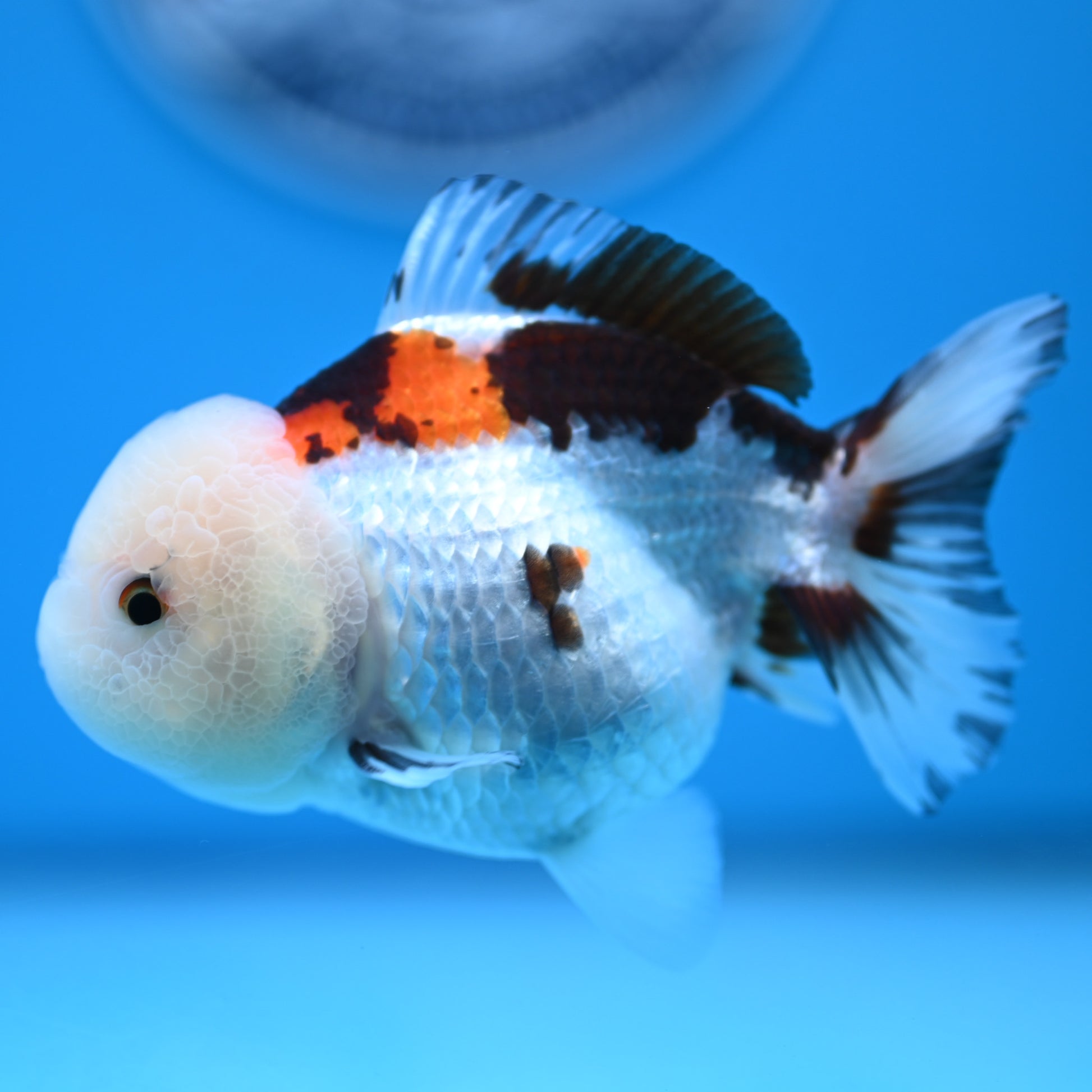 Tricolor Oranda 3.5-4 inches (241011_OR13) - Kaiju Goldfish USA