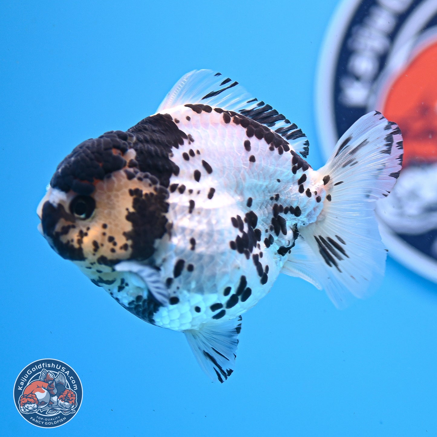 Panda YuanBao Oranda 3.25in Body (240830_OR13) - Kaiju Goldfish USA