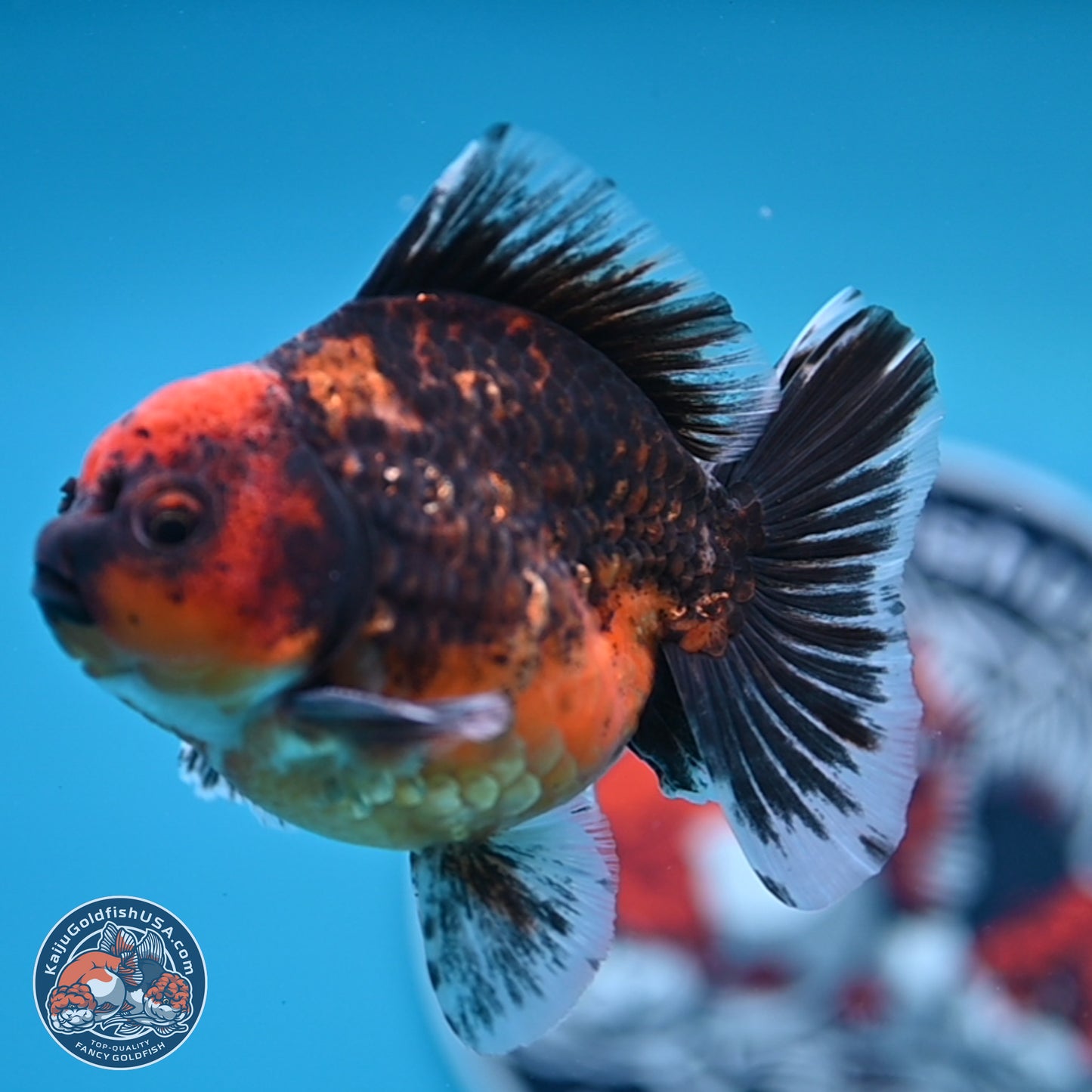 Shogun Red Kirin Oranda 3.5 inches Body - Male (250131_OR13)