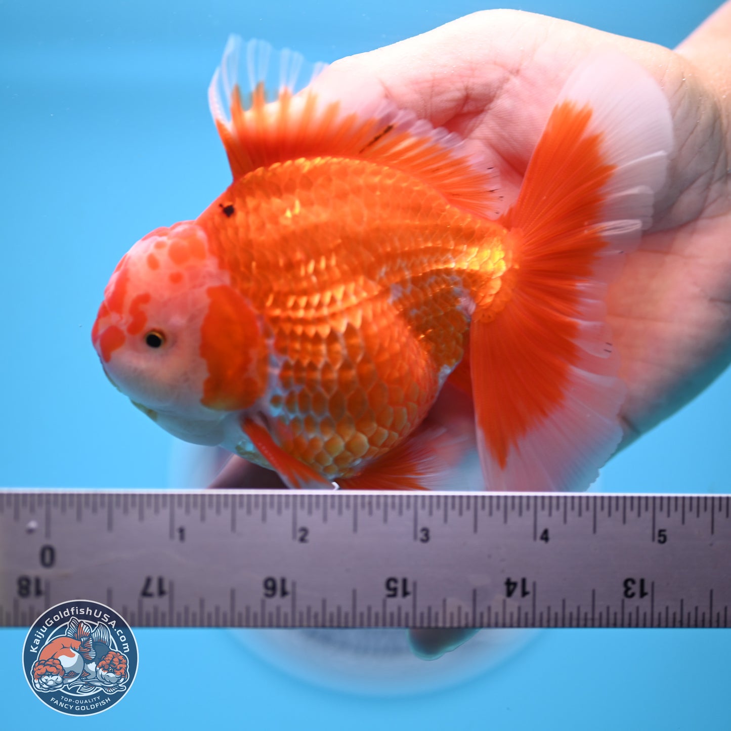 Red White Rose Tail Oranda 4.5 inches - Male (241122_OR13) - Kaiju Goldfish USA